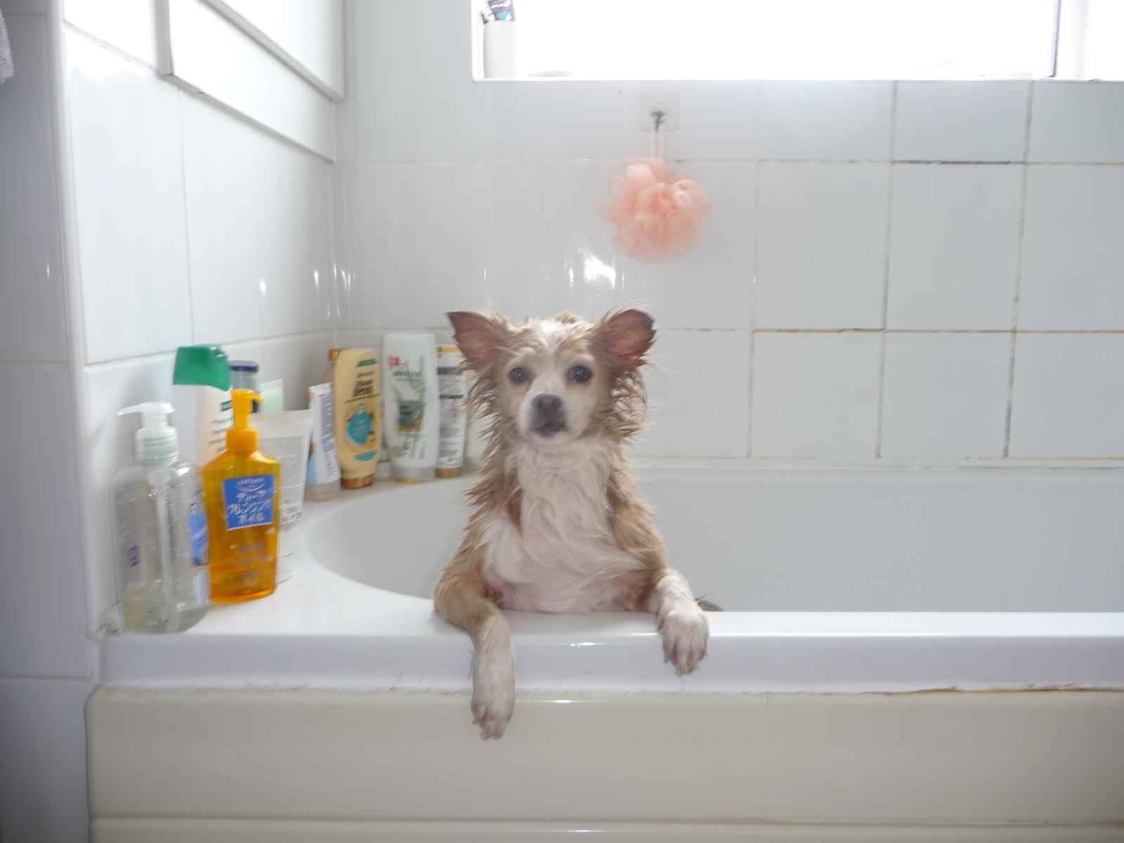 Help us give Nala a fighting Chance campaign photo, 6 of 10