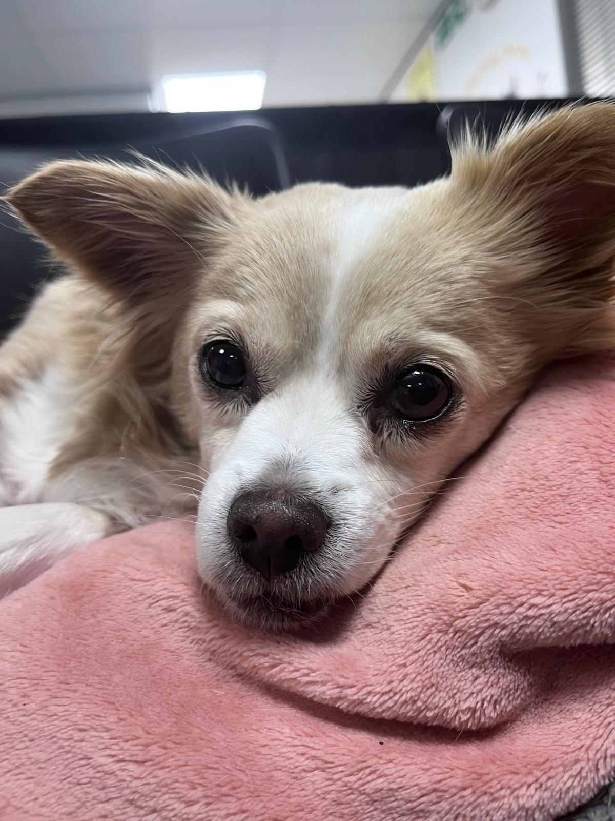 Help us give Nala a fighting Chance campaign photo, 8 of 10