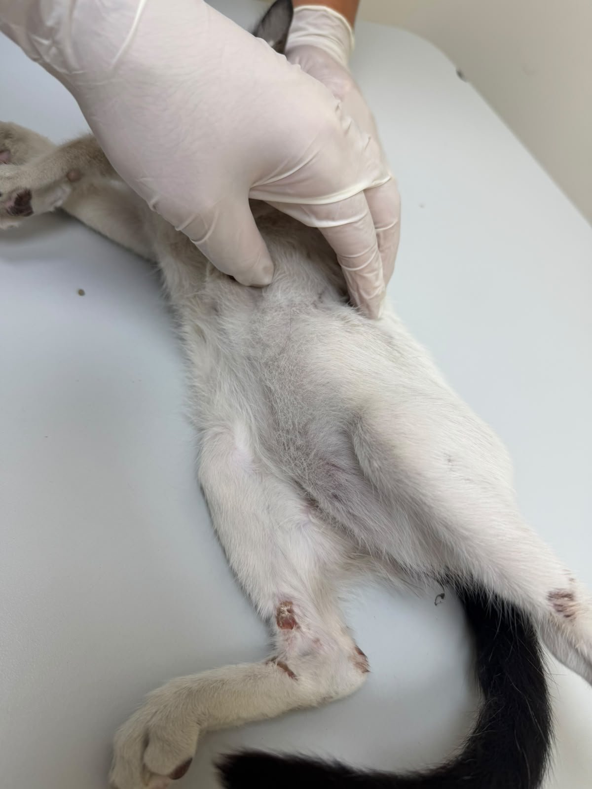 Help Save a 6-Month-Old Kitten With a Shattered Pelvis campaign photo, 7 of 8