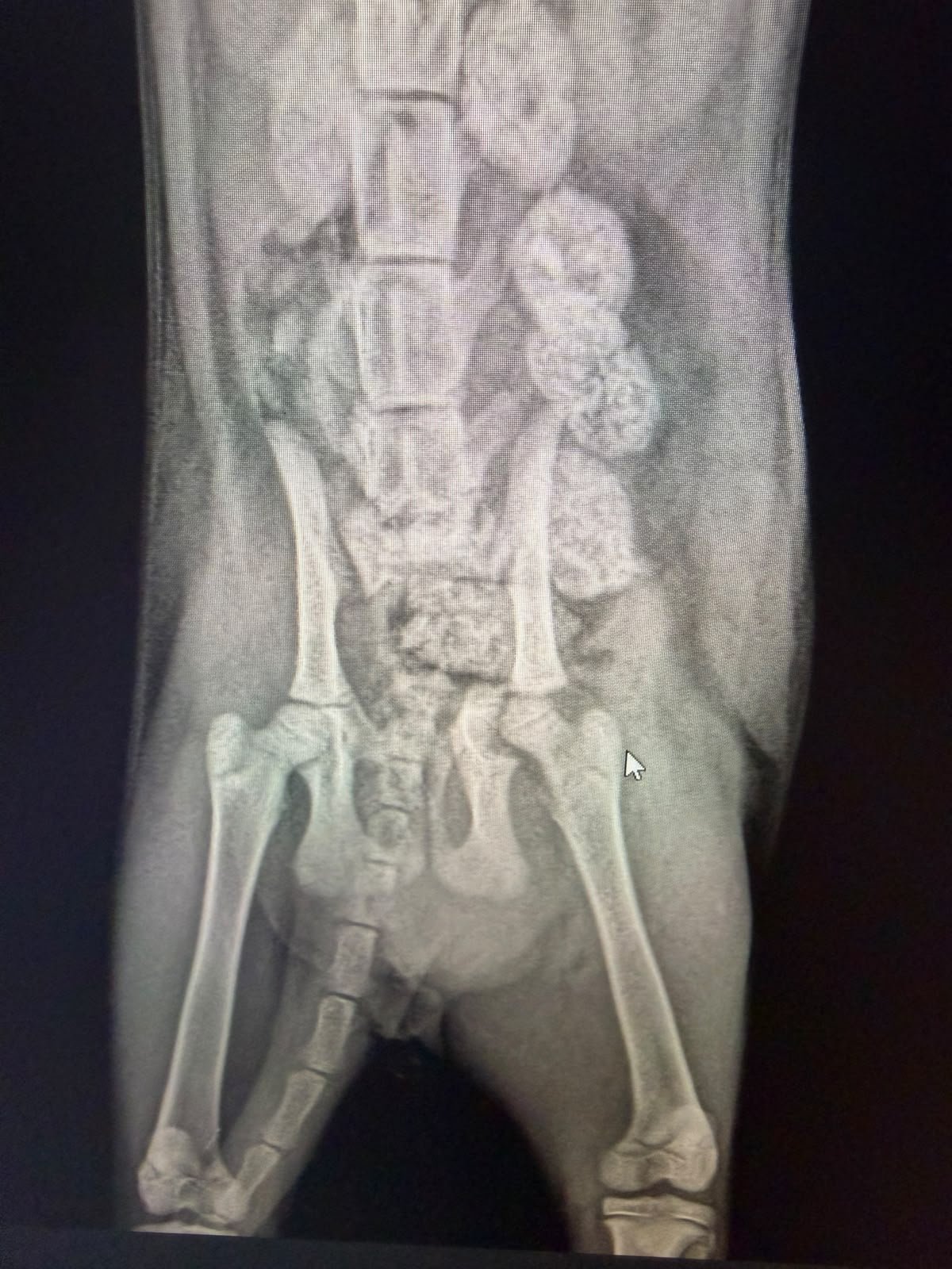Help Save a 6-Month-Old Kitten With a Shattered Pelvis campaign photo, 4 of 8