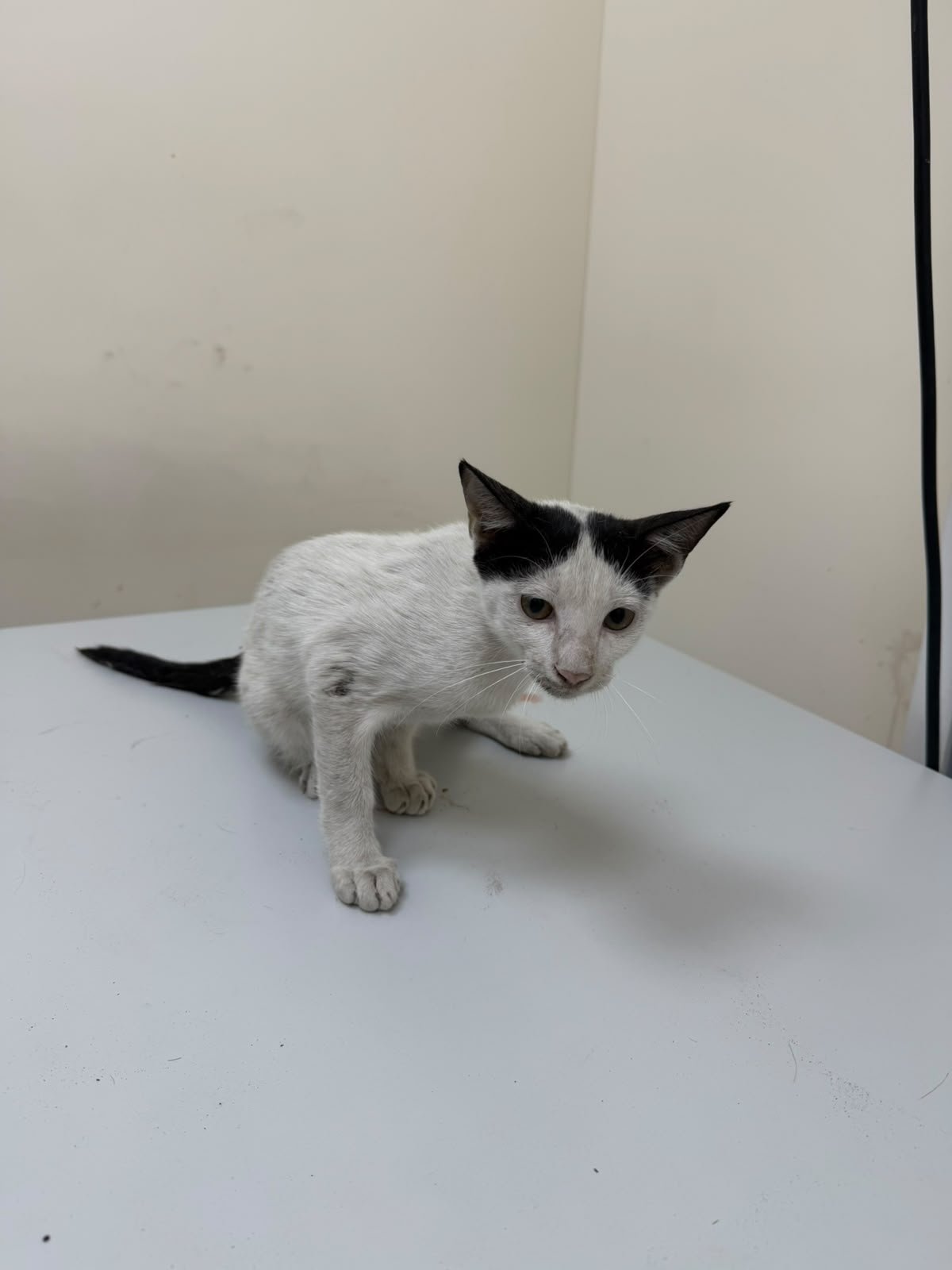 Help Save a 6-Month-Old Kitten With a Shattered Pelvis campaign photo, 2 of 8