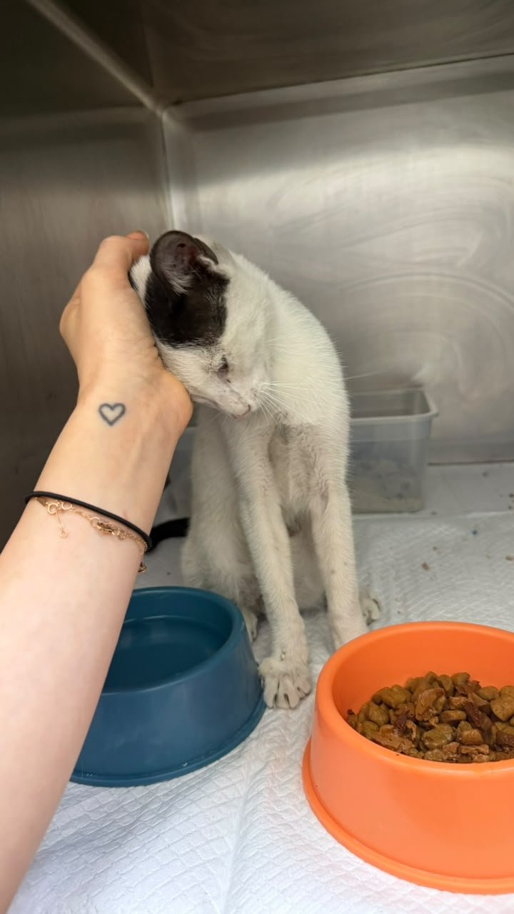 Help Save a 6-Month-Old Kitten With a Shattered Pelvis campaign photo, 5 of 8