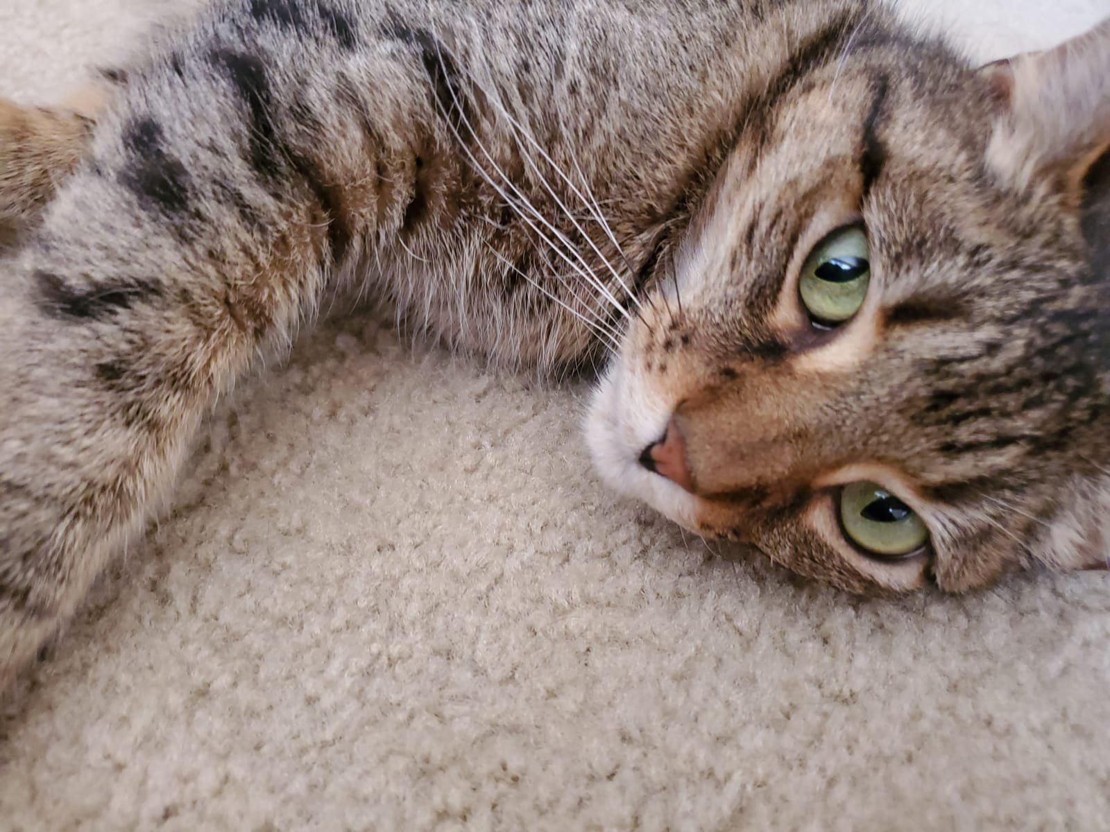 Calvin's Lymphoma Treatment Fund campaign photo, 6 of 7