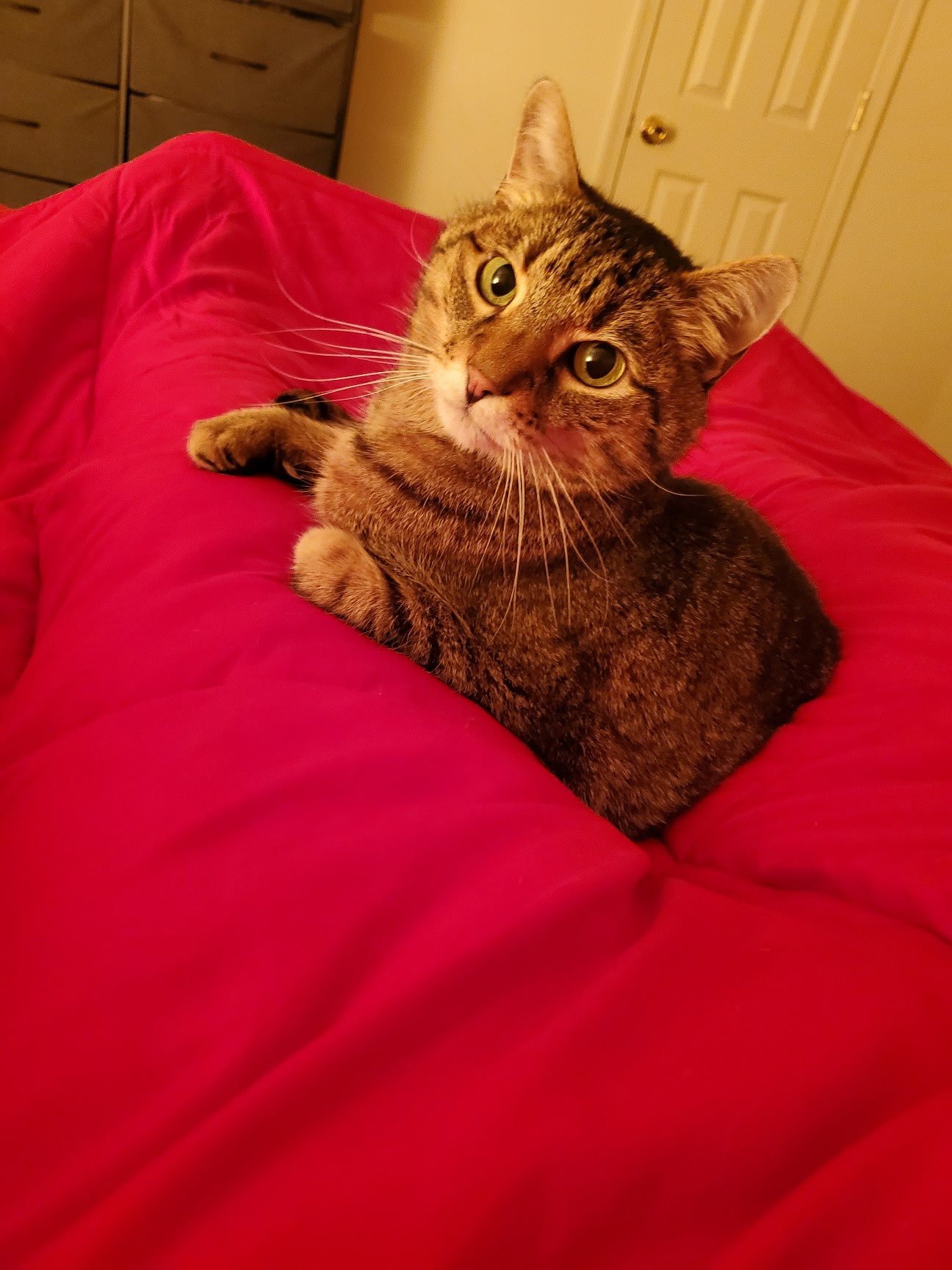 Calvin's Lymphoma Treatment Fund campaign photo, 4 of 7