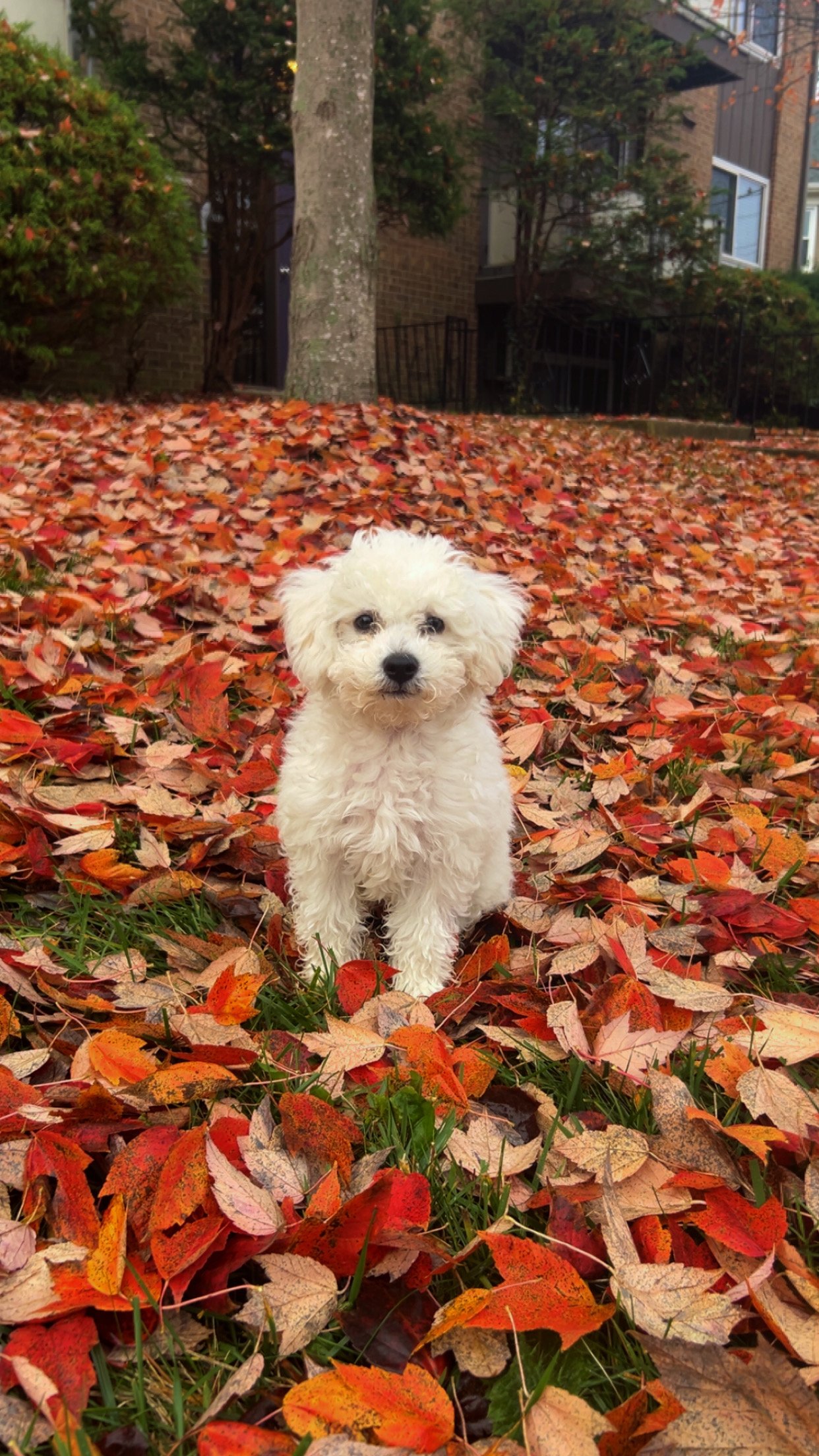 Help Me Move and Keep My Puppy campaign photo, 7 of 8