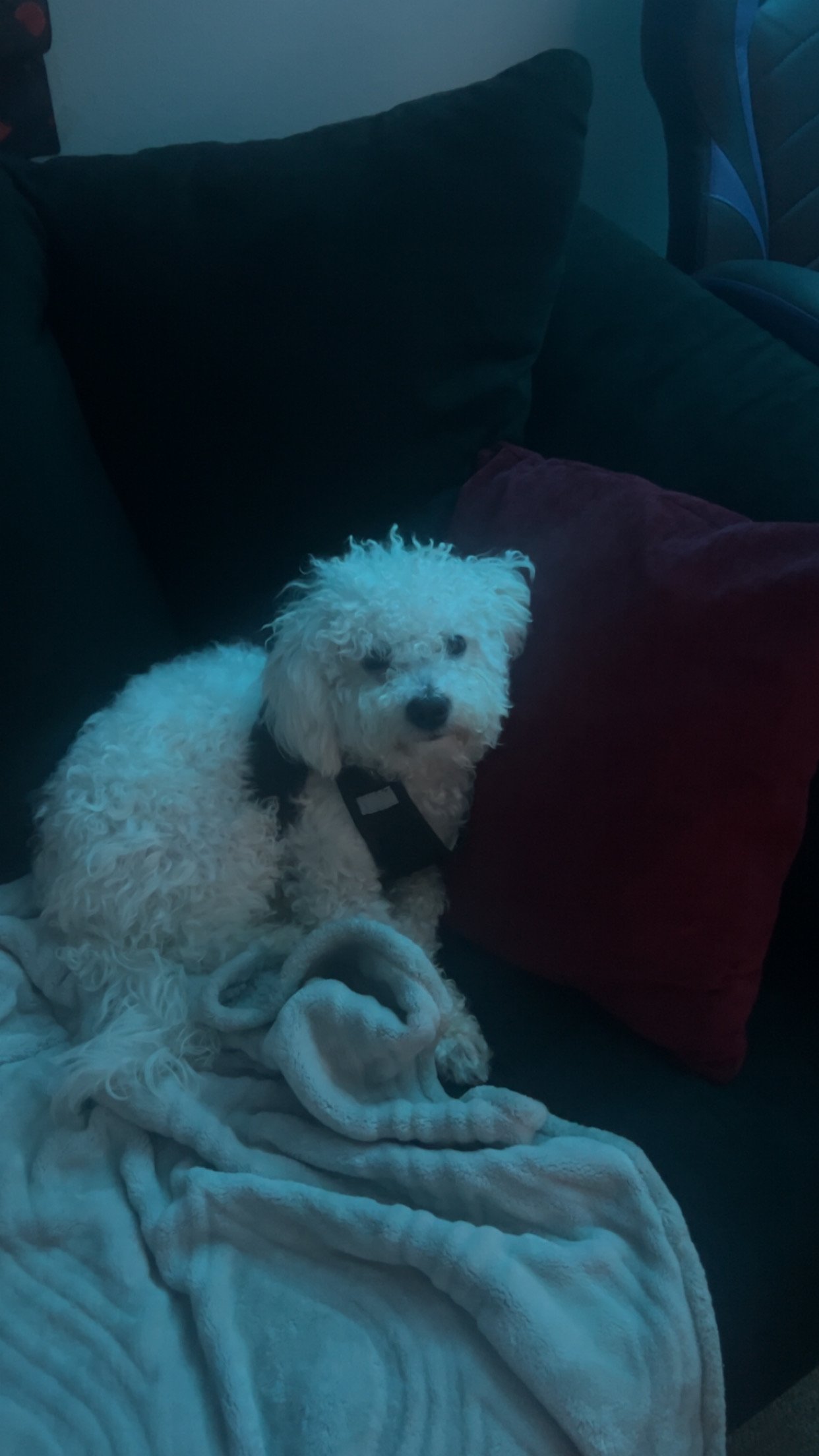 Help Me Move and Keep My Puppy campaign photo, 2 of 8