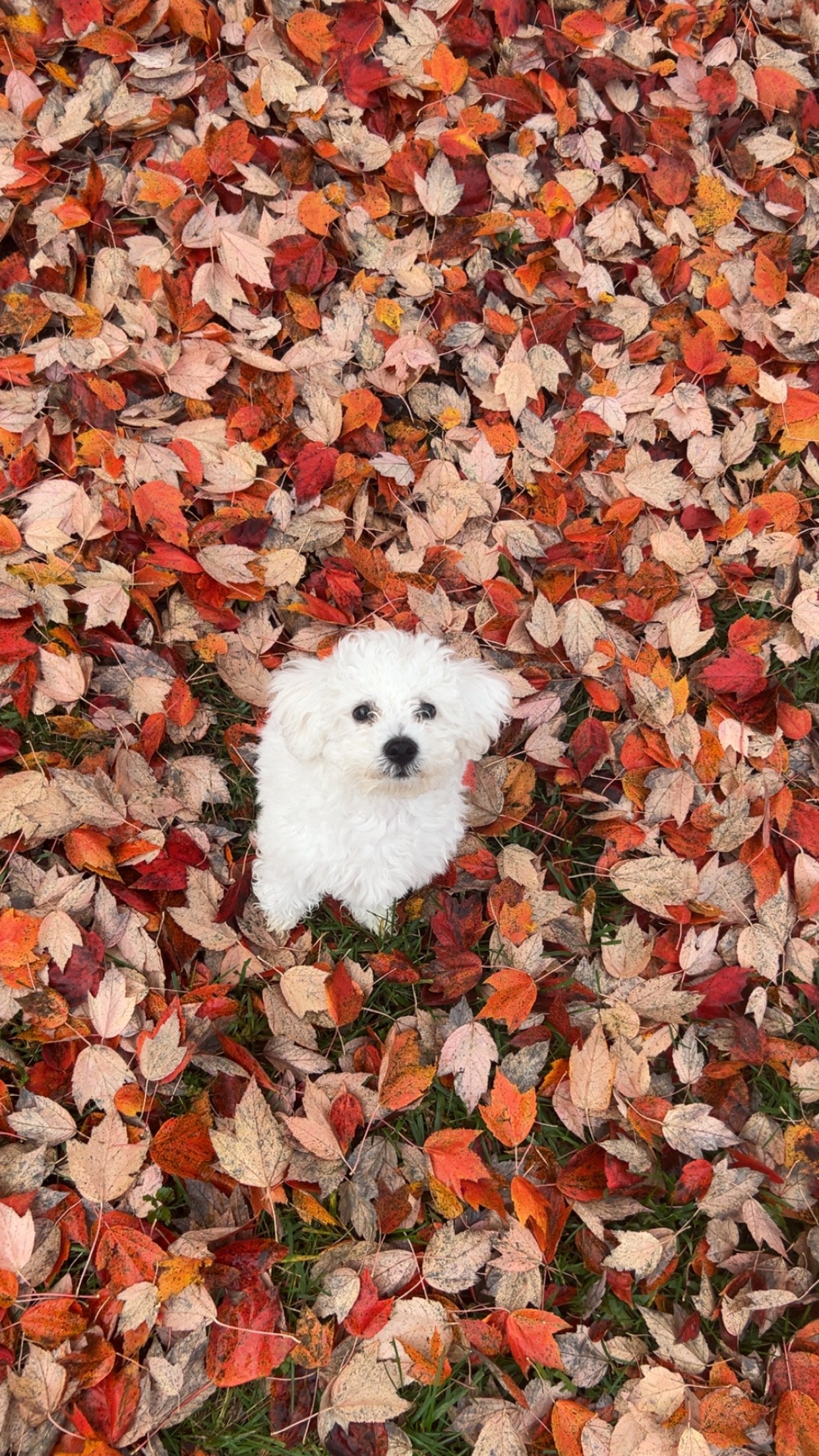 Help Me Move and Keep My Puppy campaign photo, 6 of 8
