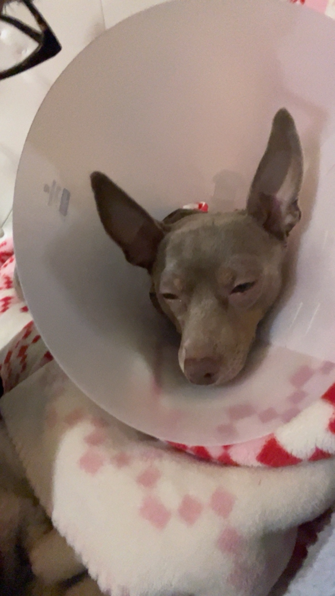 Care for Bonnie’s Vet Bills campaign photo, 4 of 5