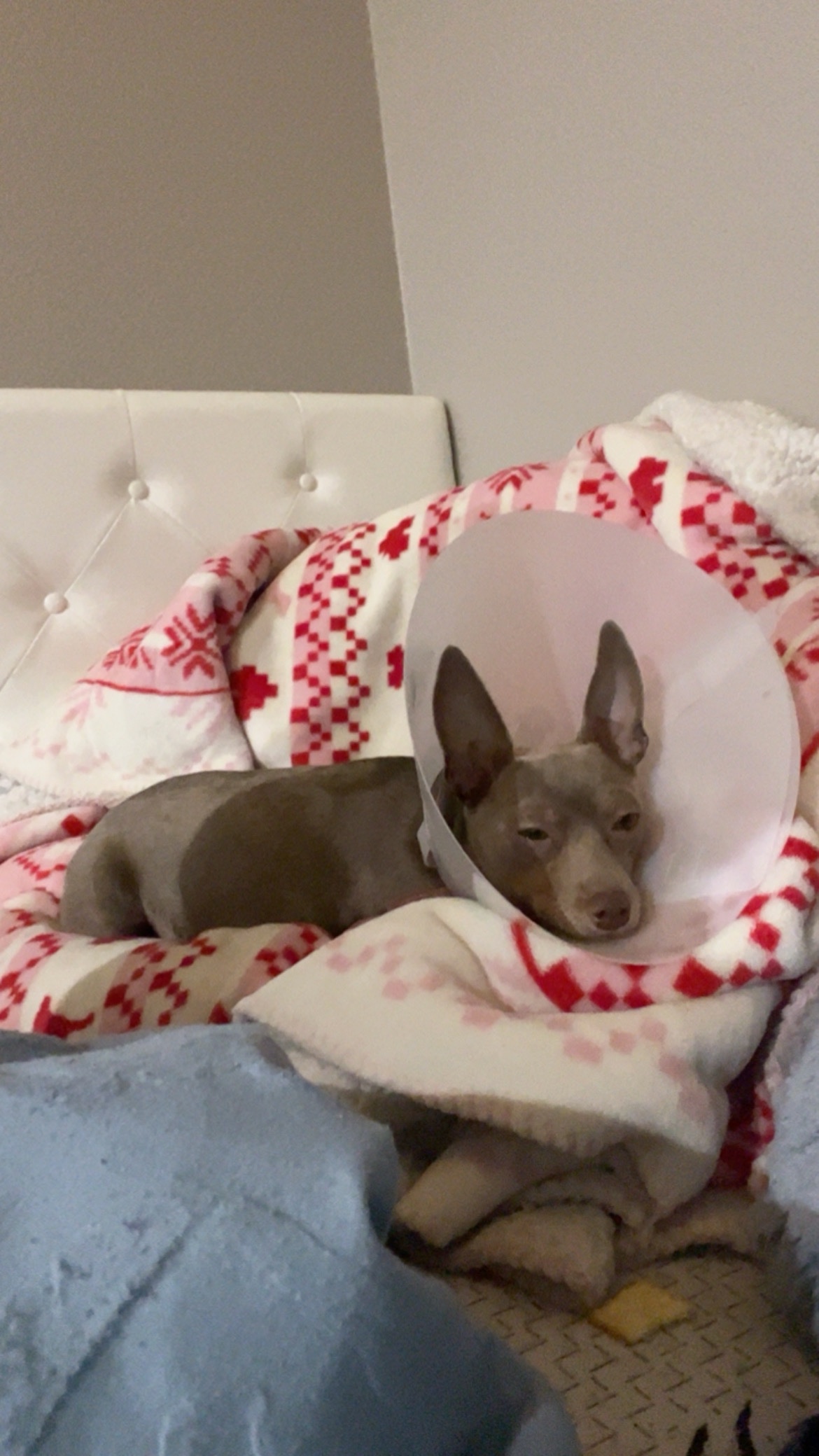 Care for Bonnie’s Vet Bills campaign photo, 2 of 5