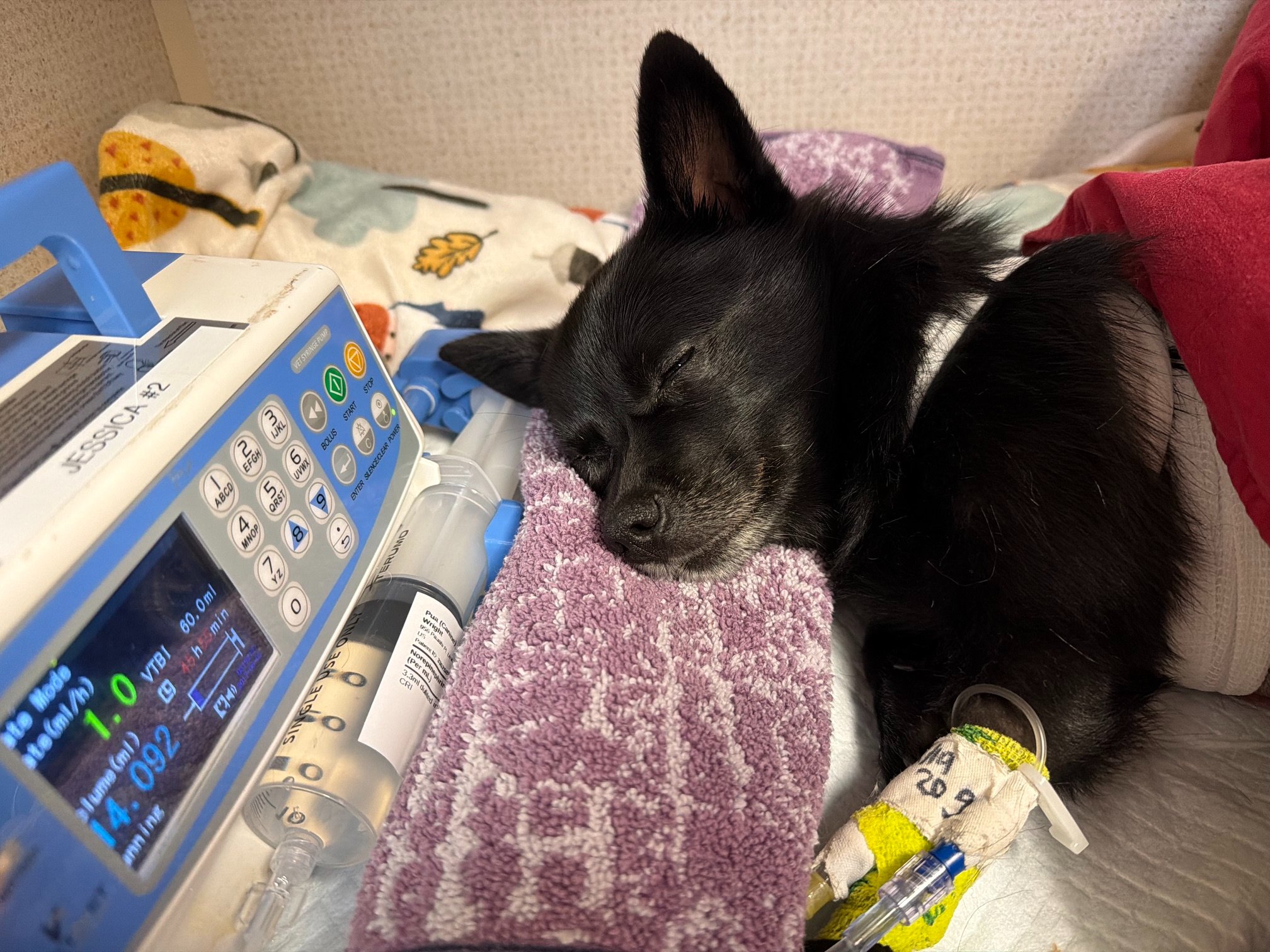 Help Christina and Pua Recover campaign photo, 4 of 6