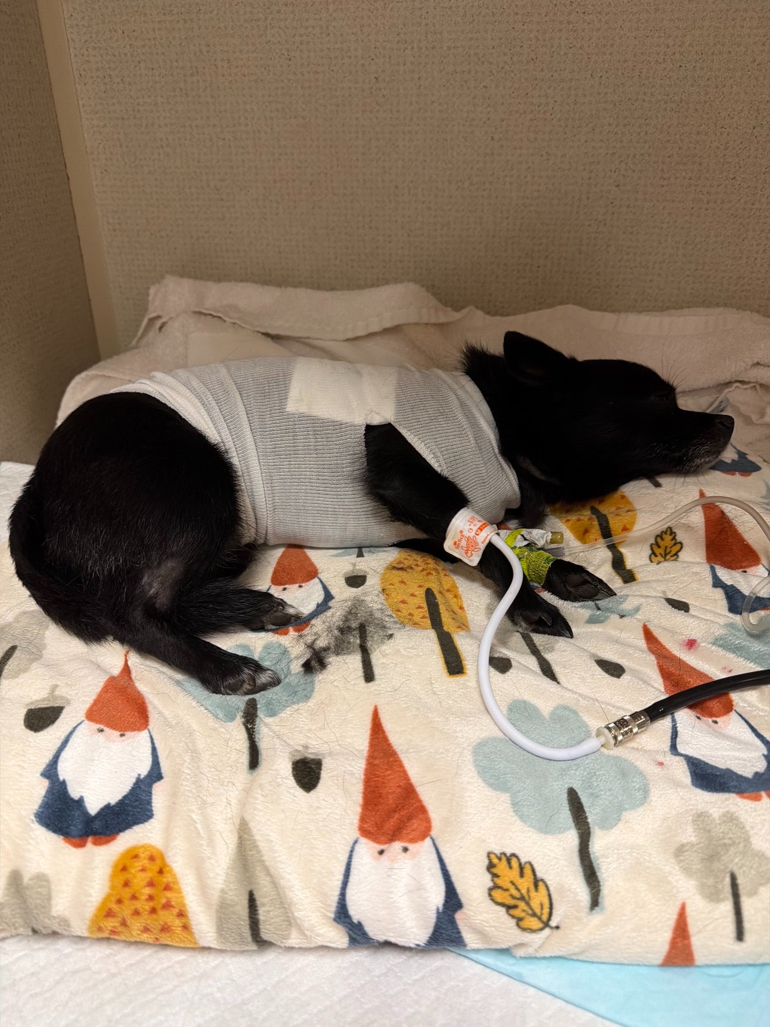Help Christina and Pua Recover campaign photo, 2 of 6