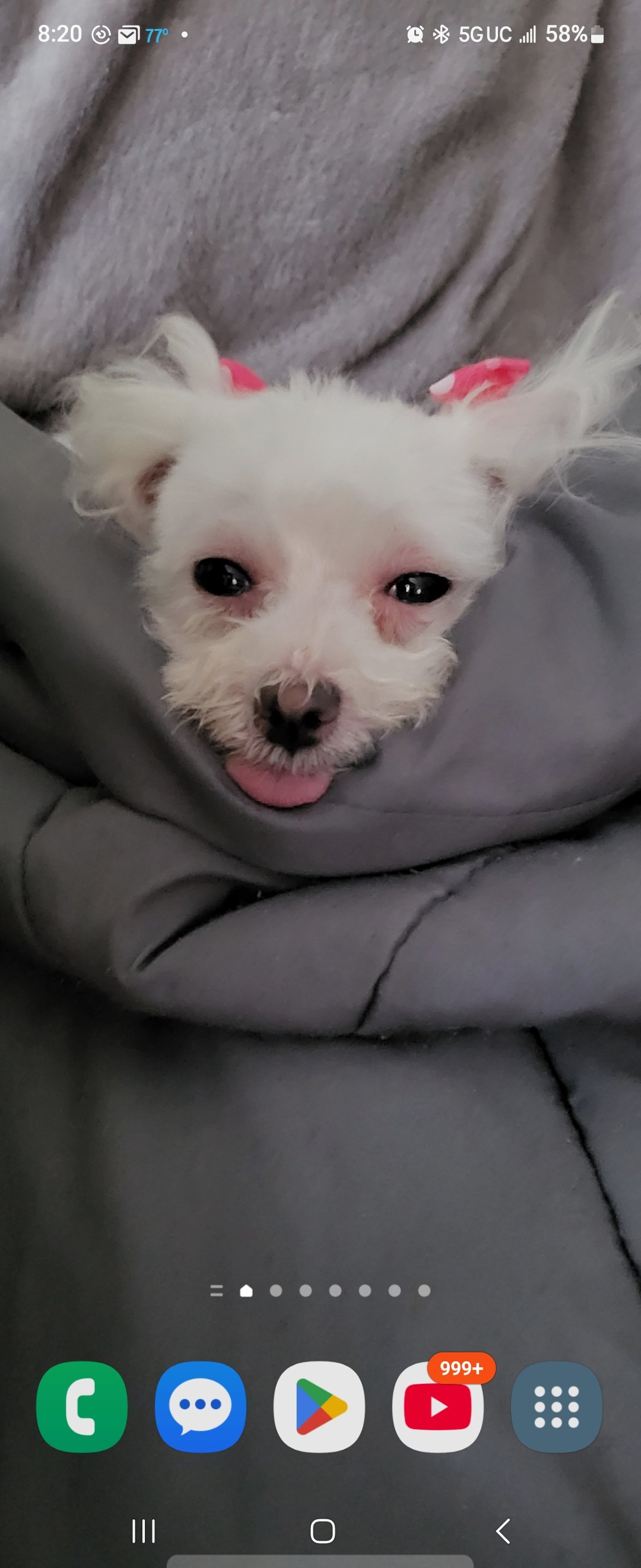 Help Save Roxy’s Life campaign photo, 6 of 7