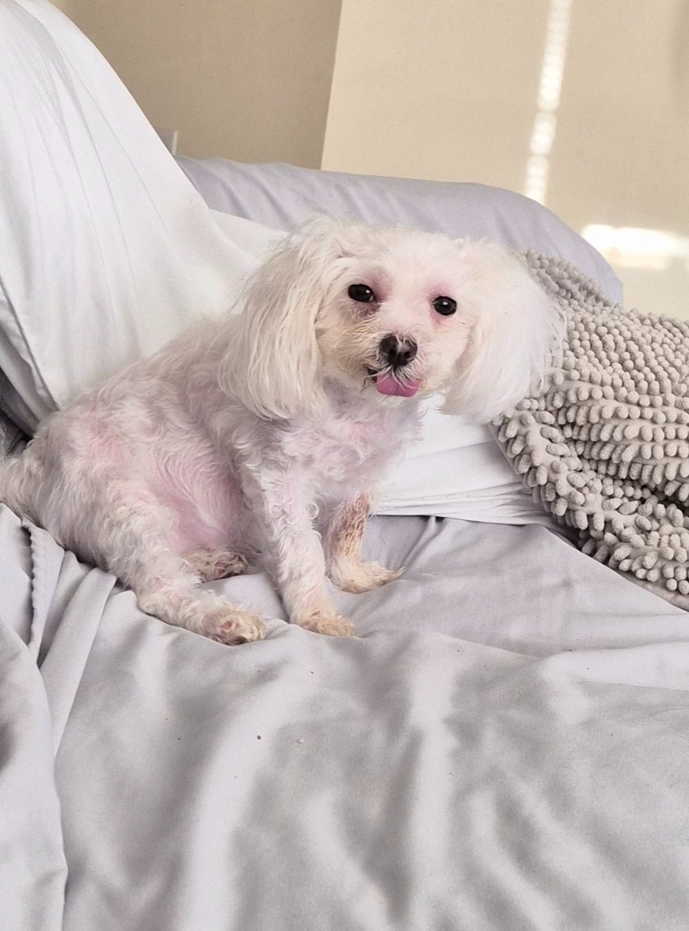 Help Save Roxy’s Life campaign photo, 2 of 7