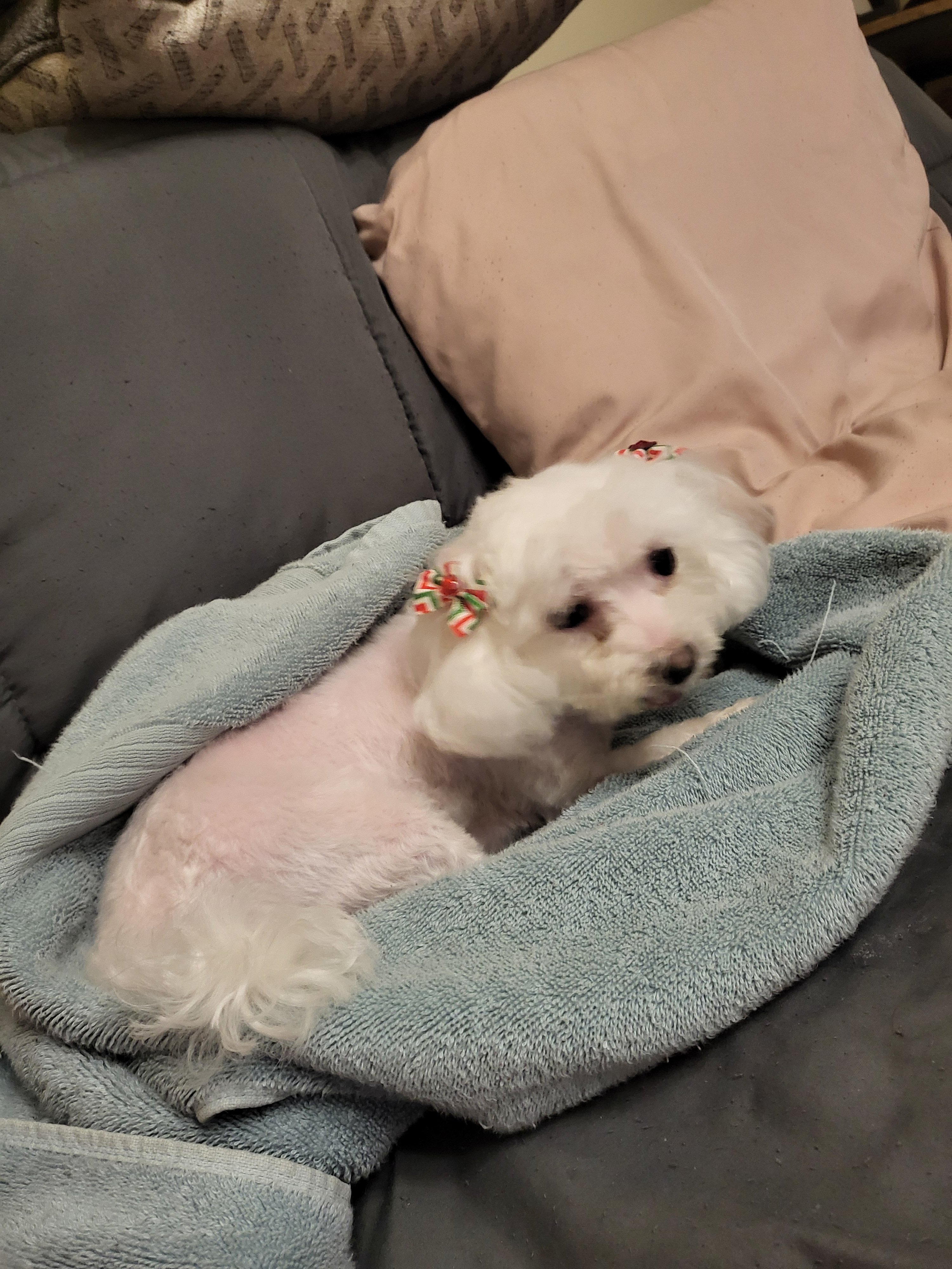 Help Save Roxy’s Life campaign photo, 5 of 7
