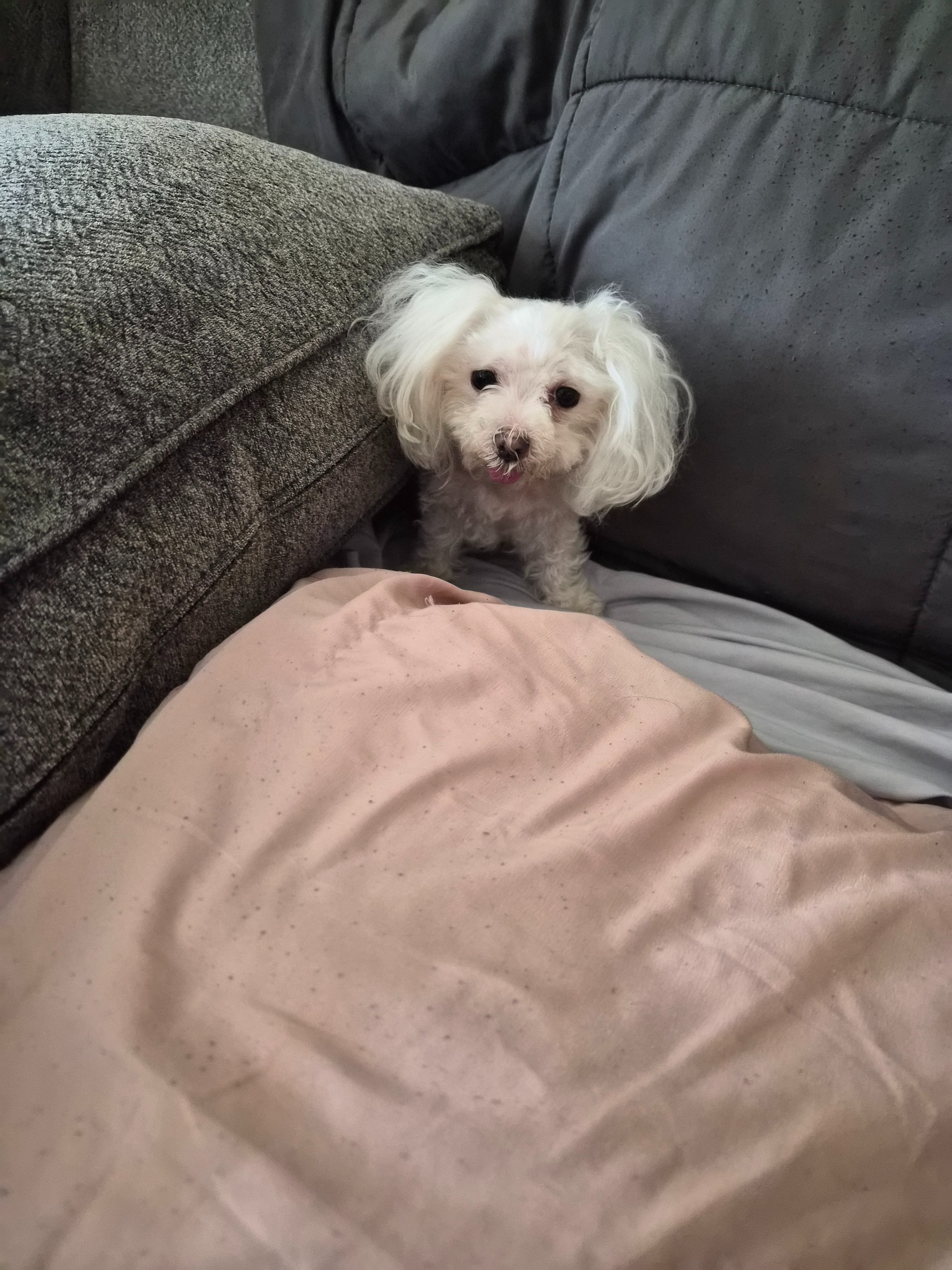 Help Save Roxy’s Life campaign photo, 4 of 7