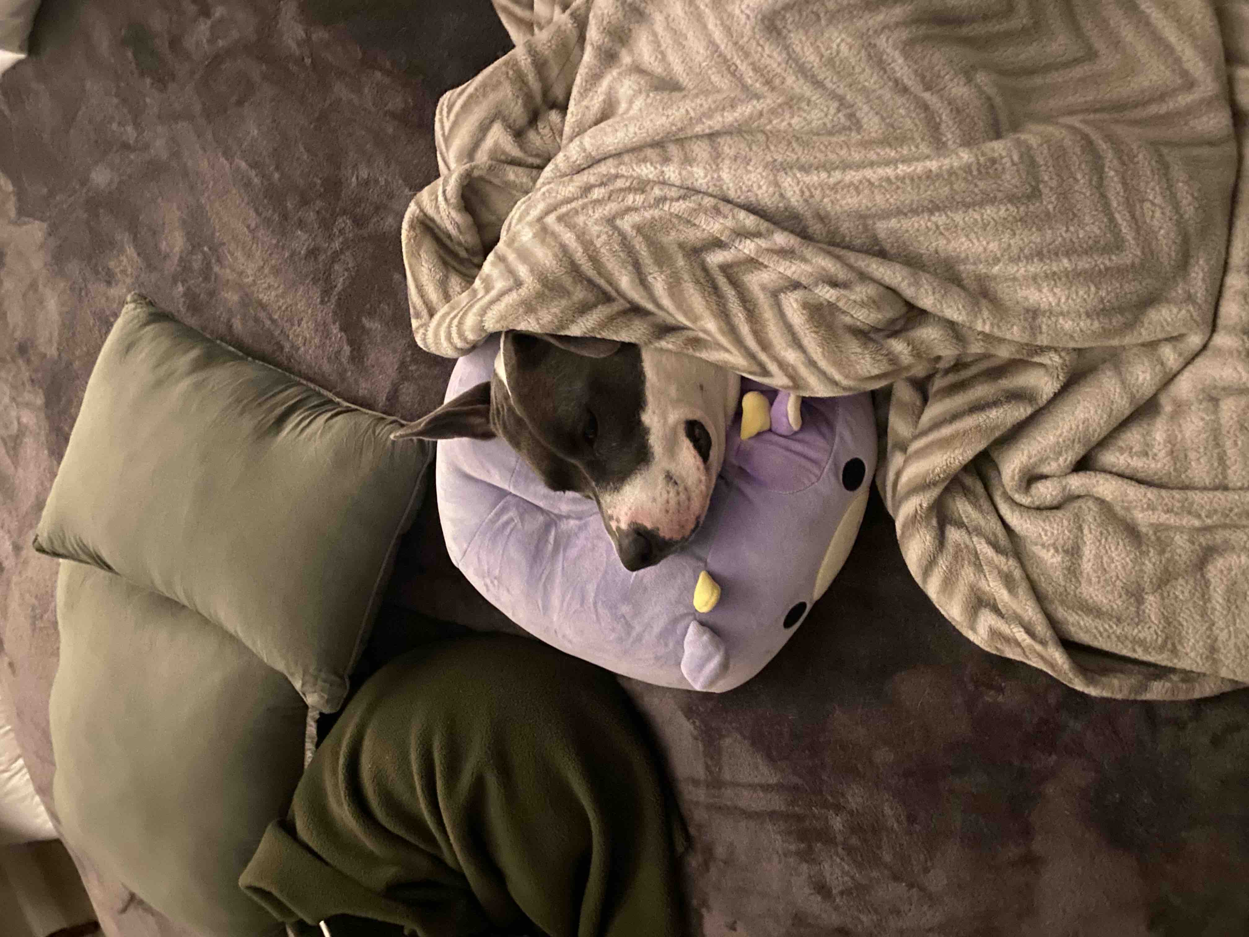 Foto de la campaña Lillie's Emergency Surgery and Recovery, 6 de 11
