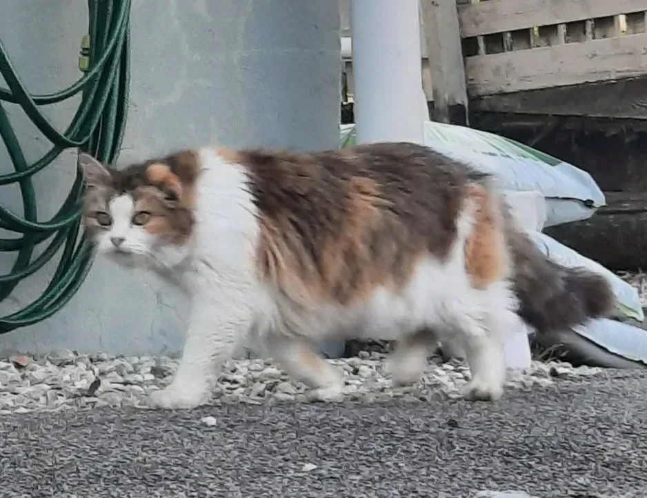 Former stray cat needs help with dental care!! campaign photo, 8 of 9