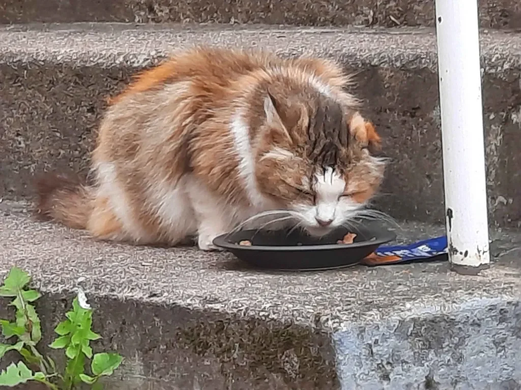Former stray cat needs help with dental care!! campaign photo, 5 of 9