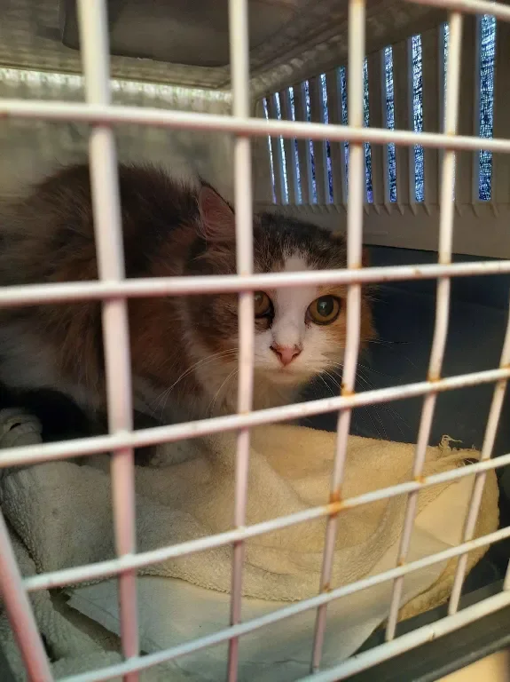 Former stray cat needs help with dental care!! campaign photo, 6 of 9