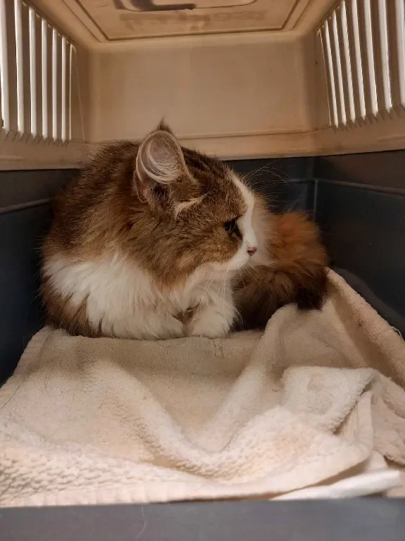 Former stray cat needs help with dental care!! campaign photo, 7 of 9