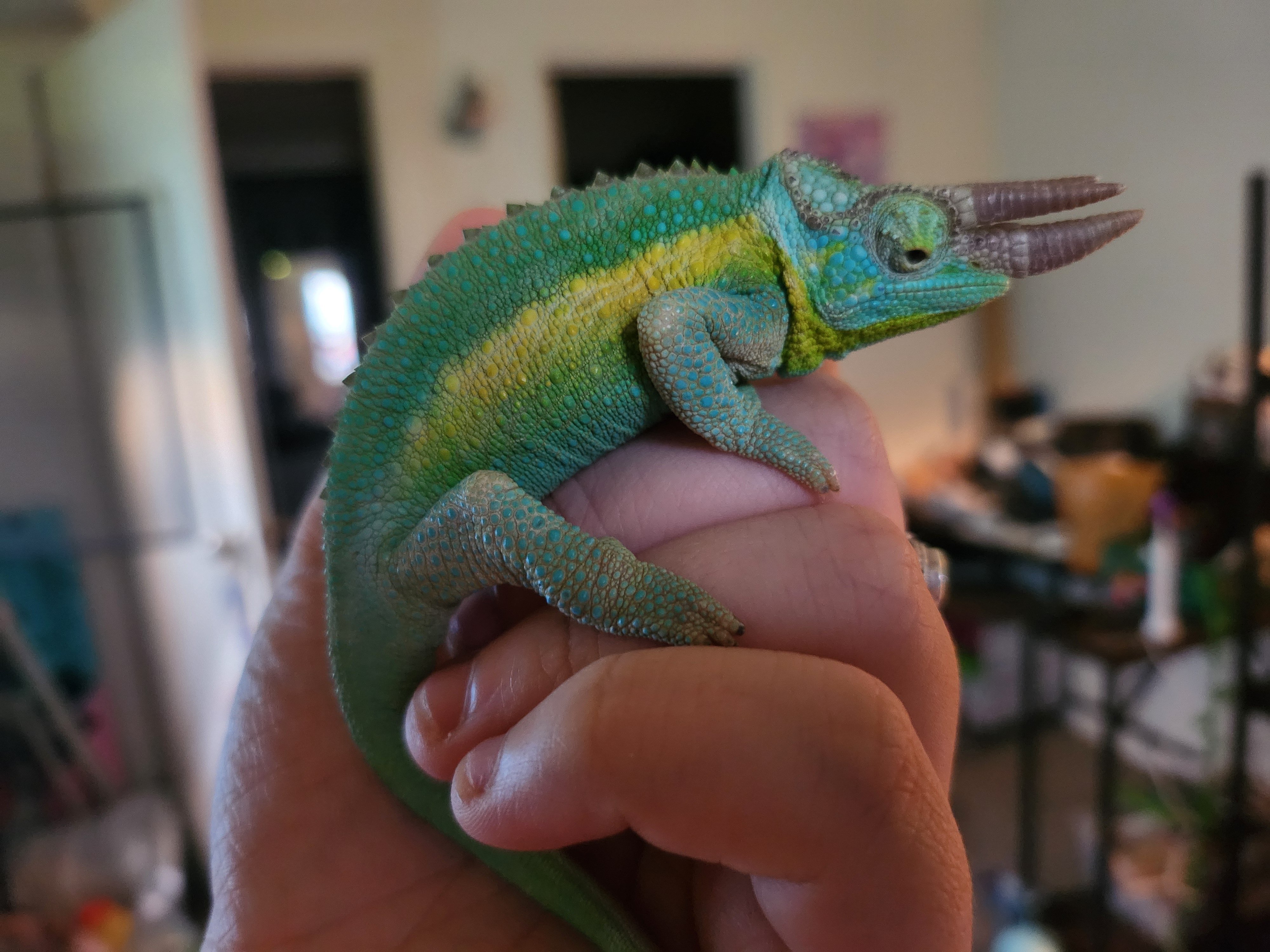 Help Bucky the Chameleon Get Urgent Medical Care campaign photo, 5 of 6