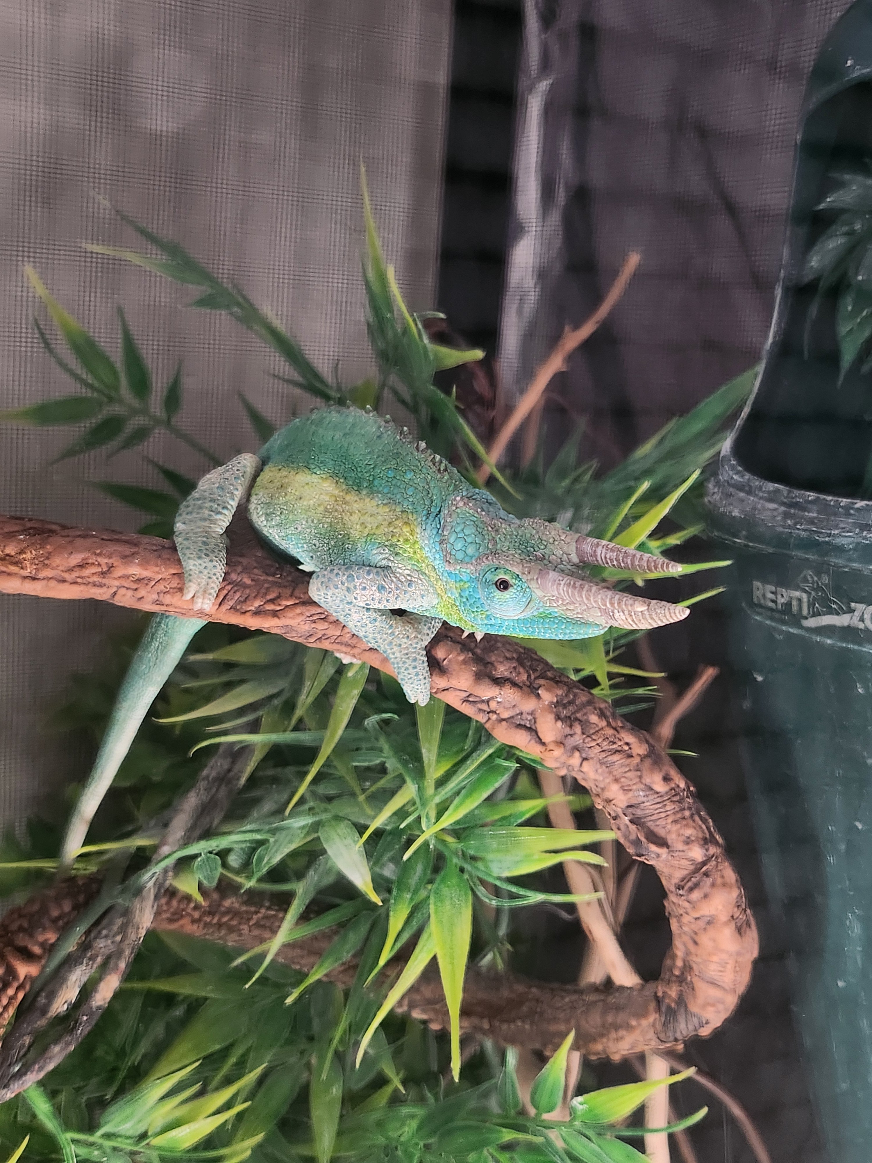 Help Bucky the Chameleon Get Urgent Medical Care campaign photo, 2 of 6