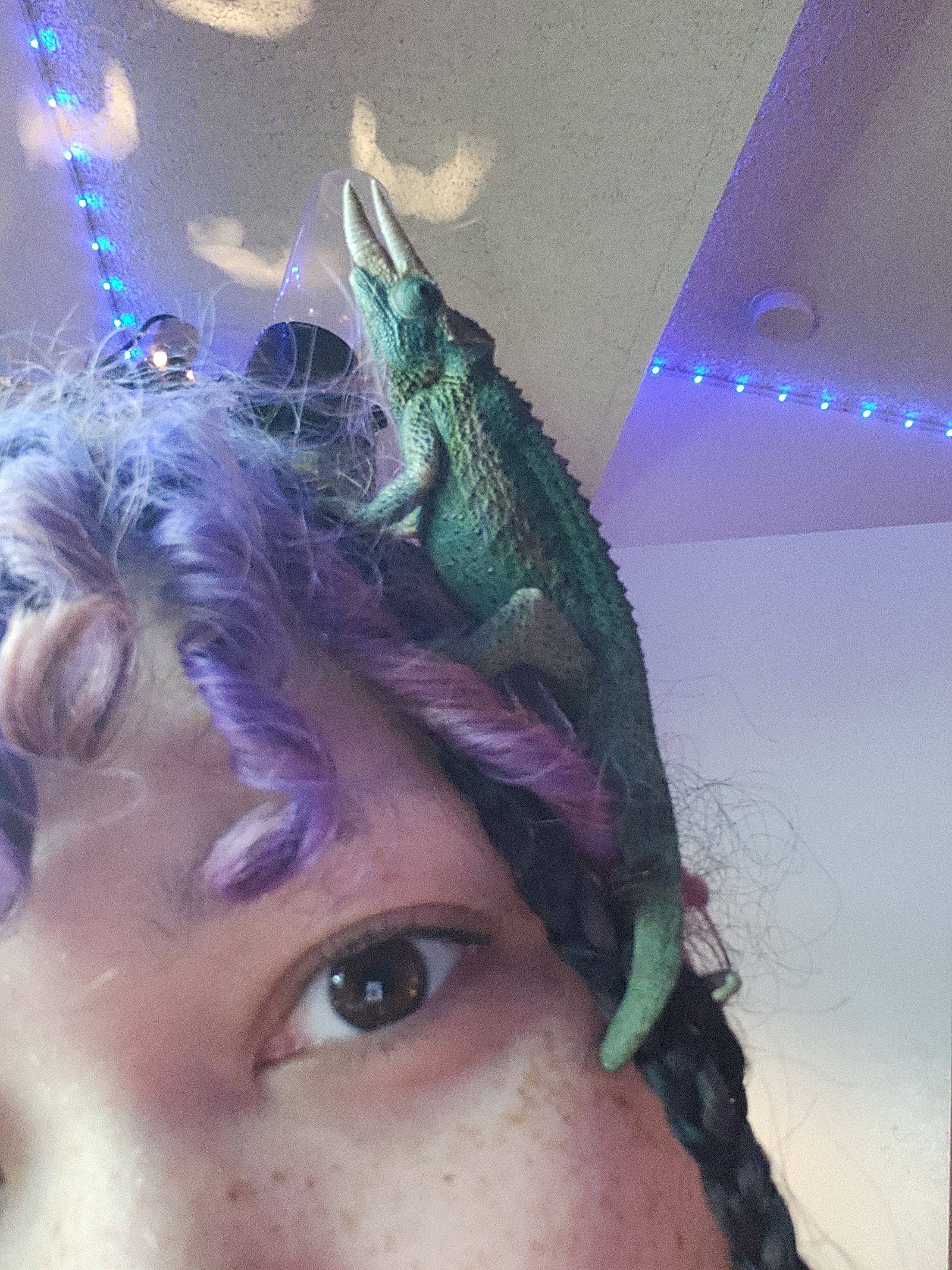 Help Bucky the Chameleon Get Urgent Medical Care campaign photo, 4 of 6