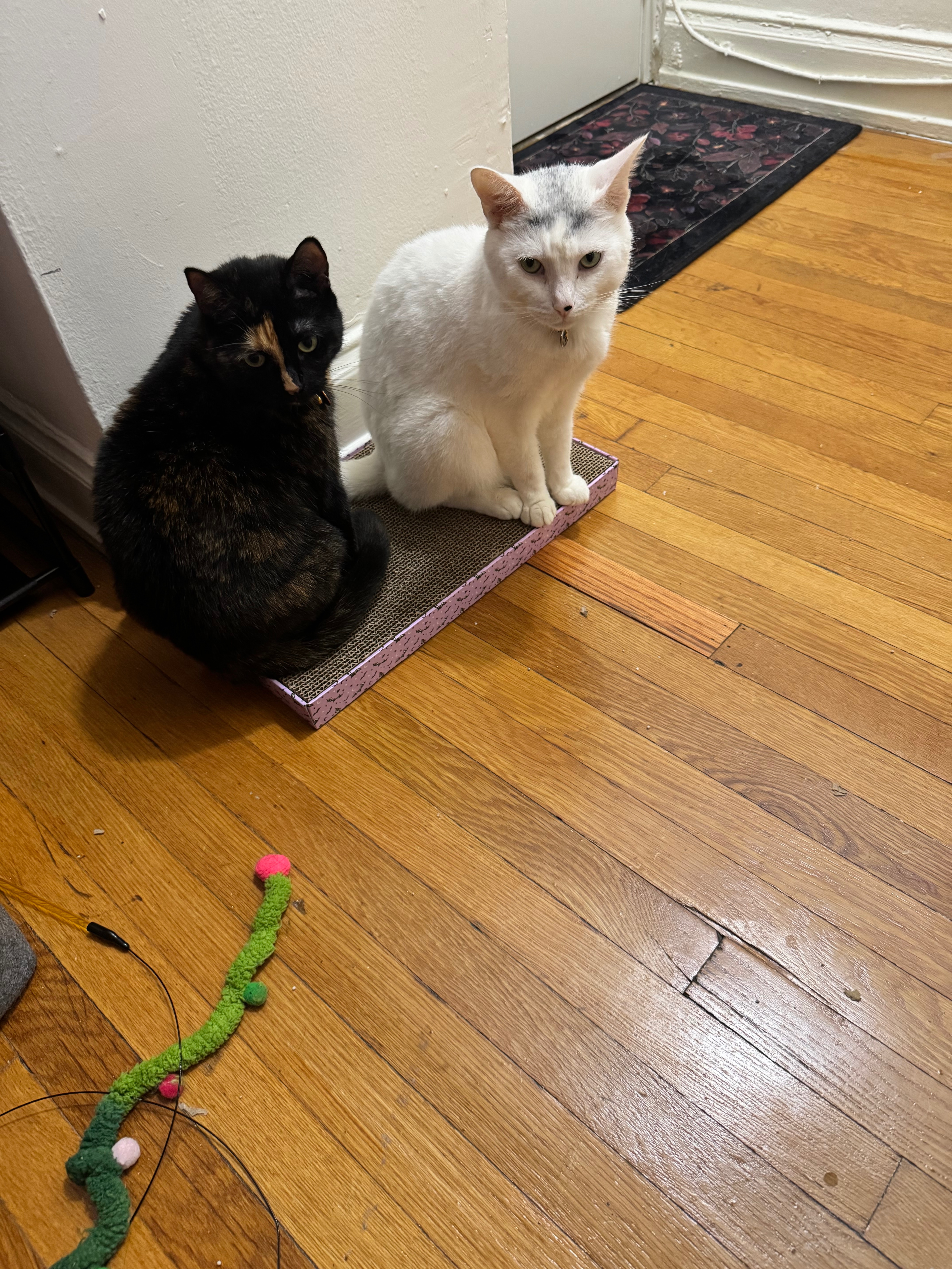 Care for Momo’s Testing and Treatment campaign photo, 2 of 6