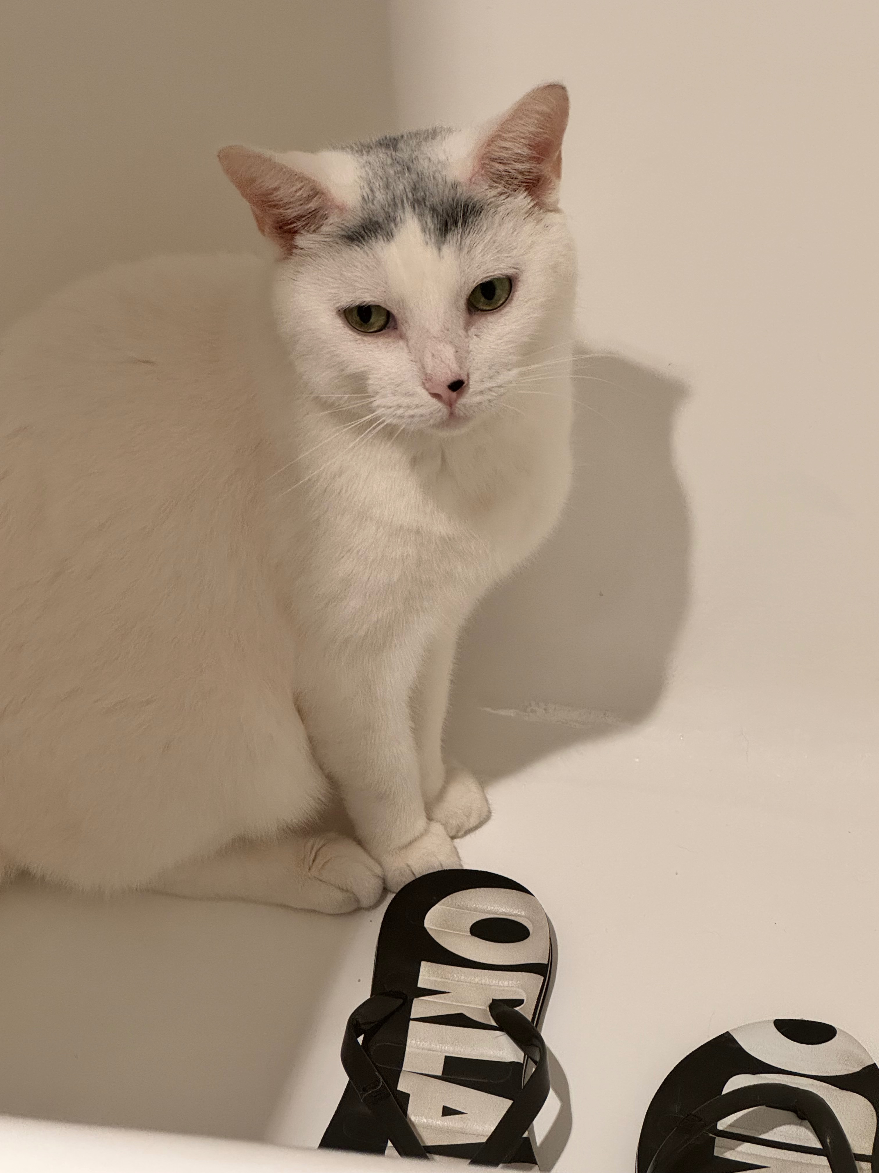 Care for Momo’s Testing and Treatment campaign photo, 4 of 6