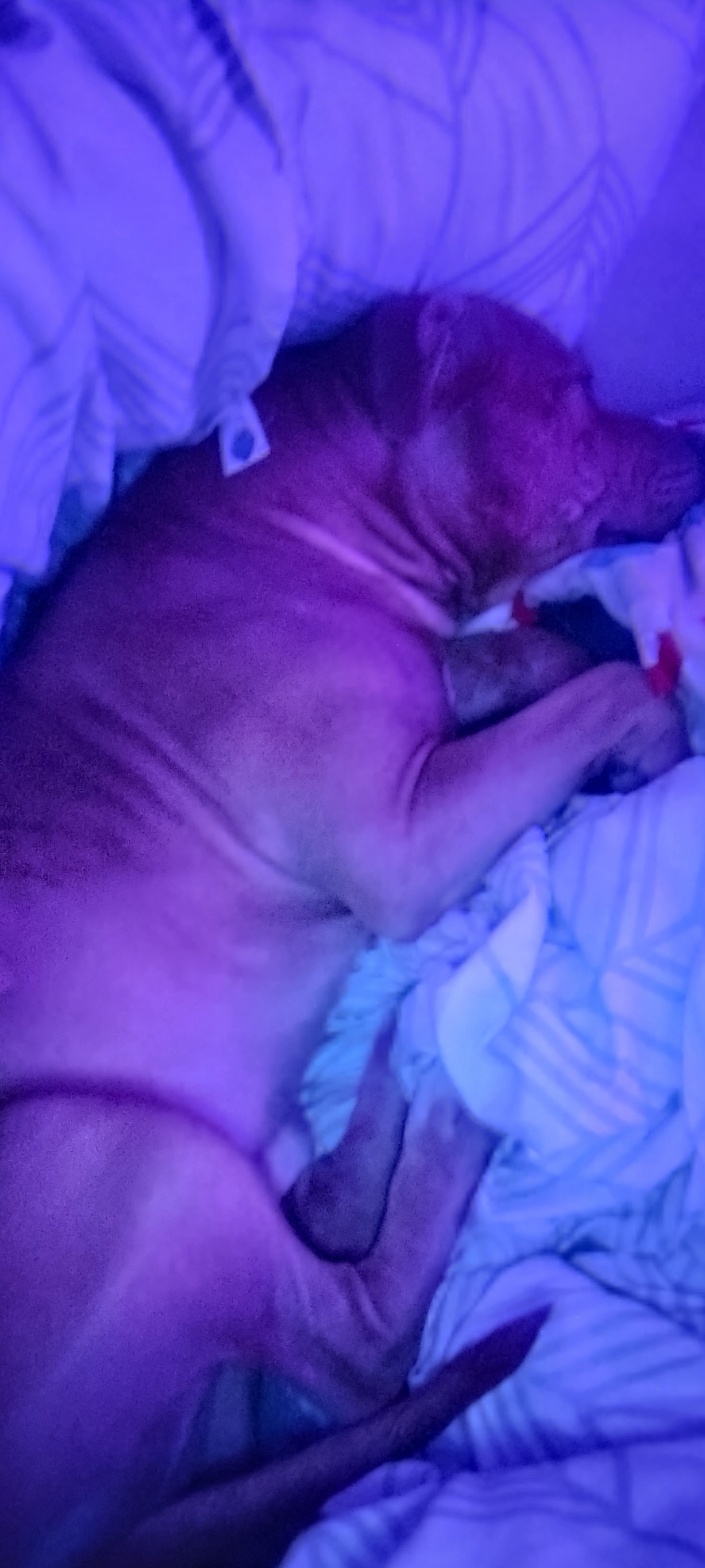 Help Chomper Get Emergency Care campaign photo, 2 of 4