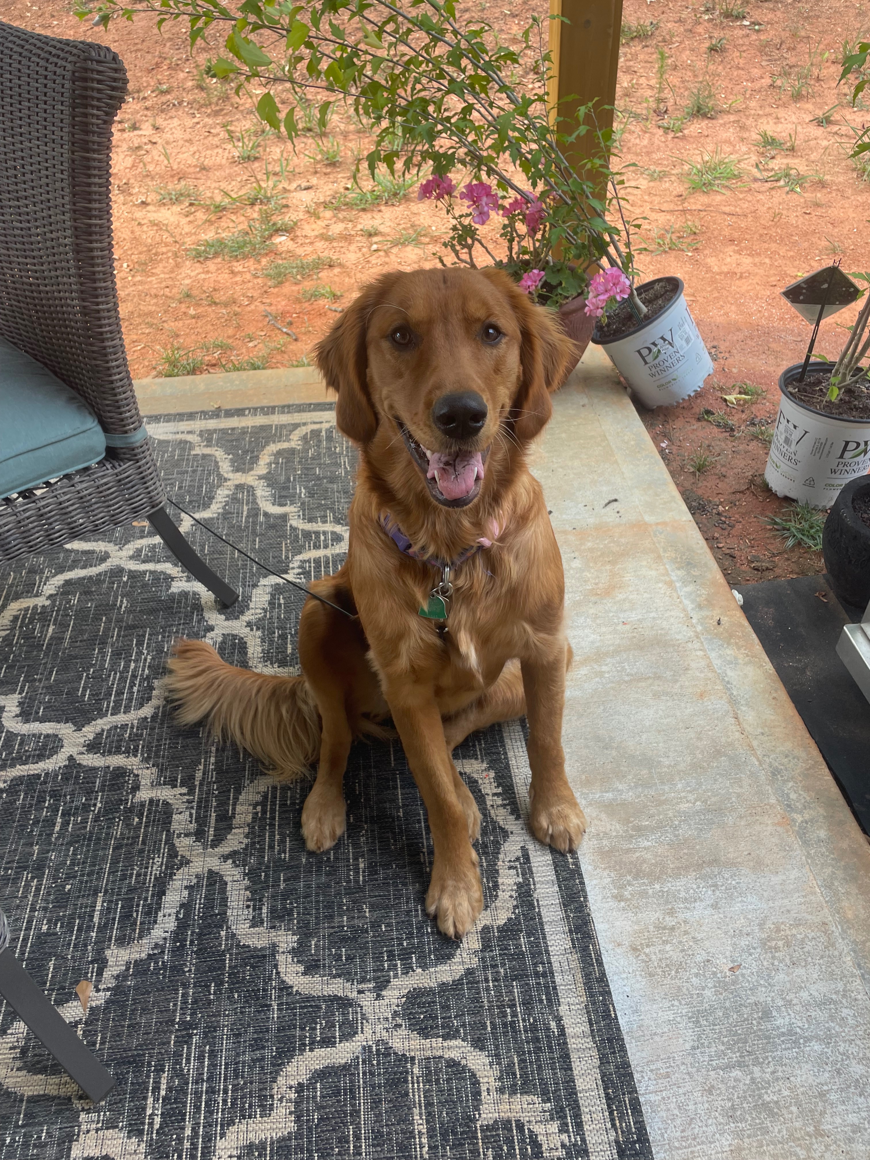 Please help Molly get the surgeries she needs. campaign photo, 6 of 7