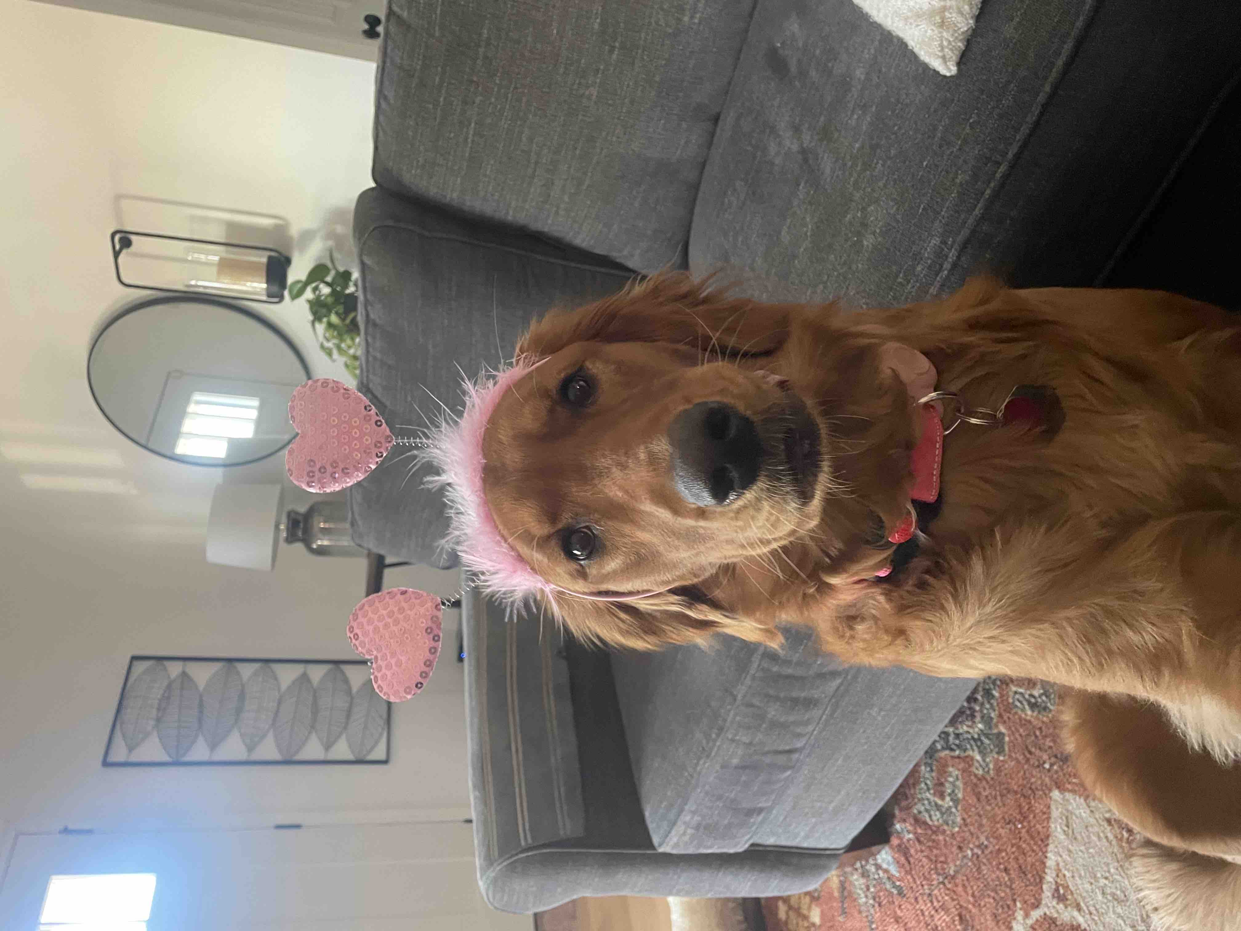 Please help Molly get the surgeries she needs. campaign photo, 4 of 7