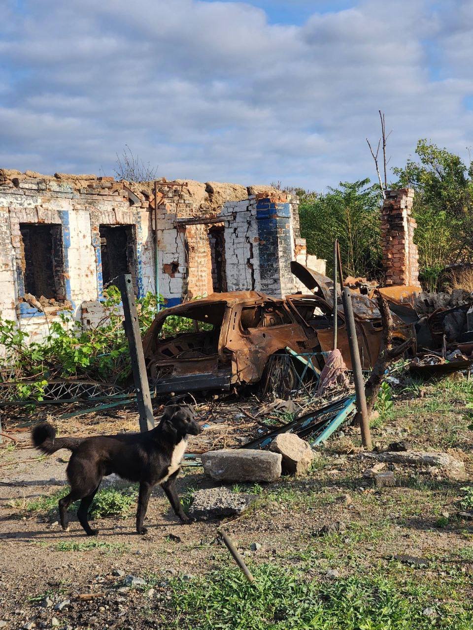 URGENT Help keep Ukraine’s shelter animals alive this winter campaign photo, 7 of 8