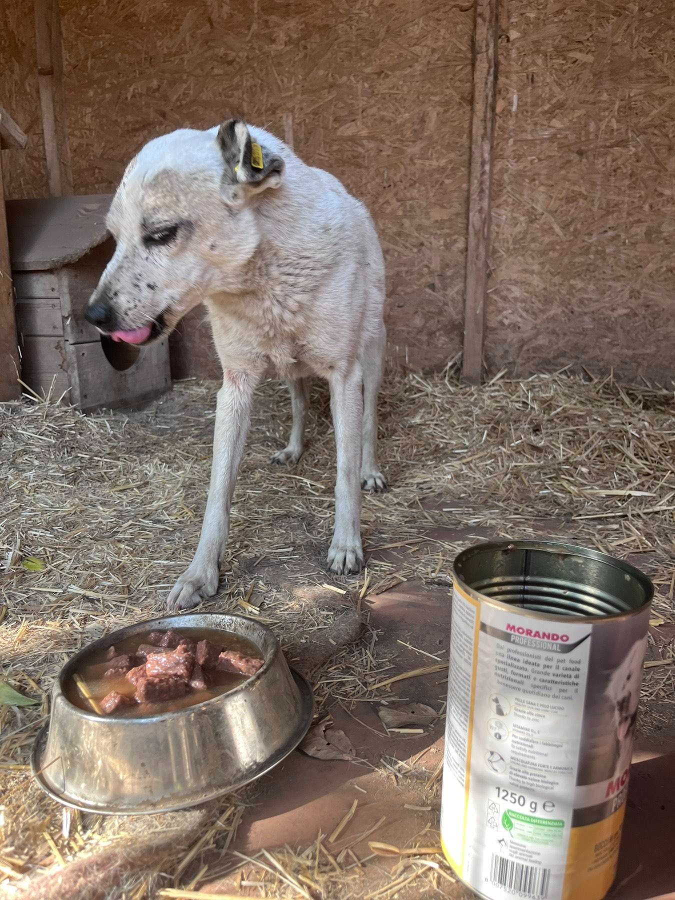 URGENT Help keep Ukraine’s shelter animals alive this winter campaign photo, 2 of 8