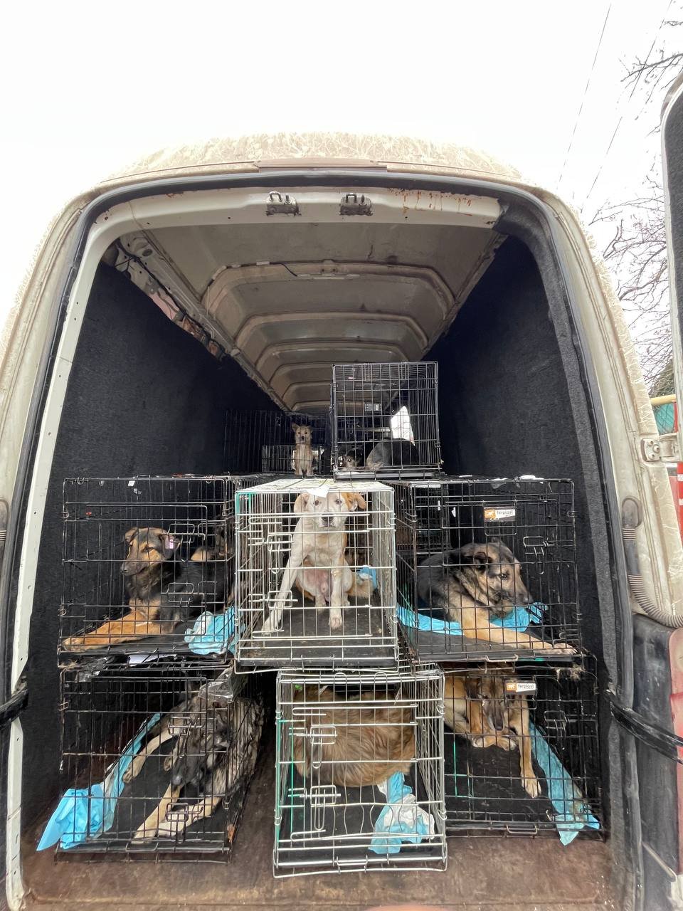 URGENT Help keep Ukraine’s shelter animals alive this winter campaign photo, 4 of 8