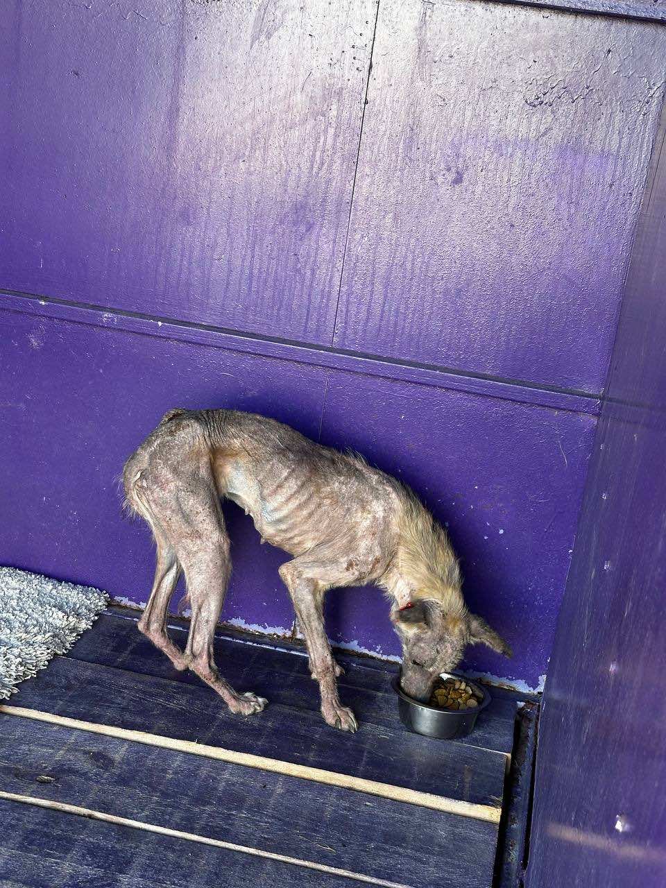 URGENT Help keep Ukraine’s shelter animals alive this winter campaign photo, 5 of 8