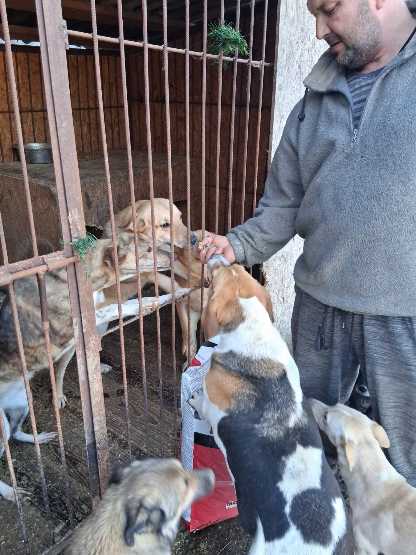 URGENT Help keep Ukraine’s shelter animals alive this winter campaign photo, 6 of 8