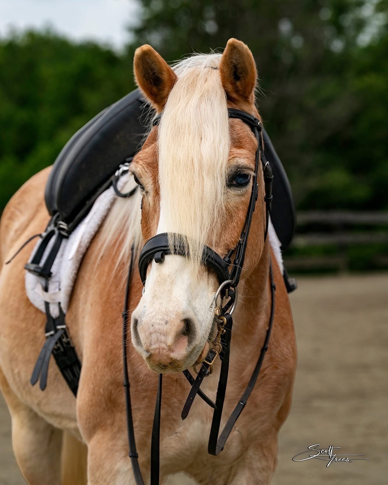 Support Speaking of Horses After Barn Fire campaign photo, 4 of 7