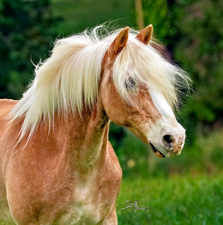 Support Speaking of Horses After Barn Fire campaign photo, 6 of 8