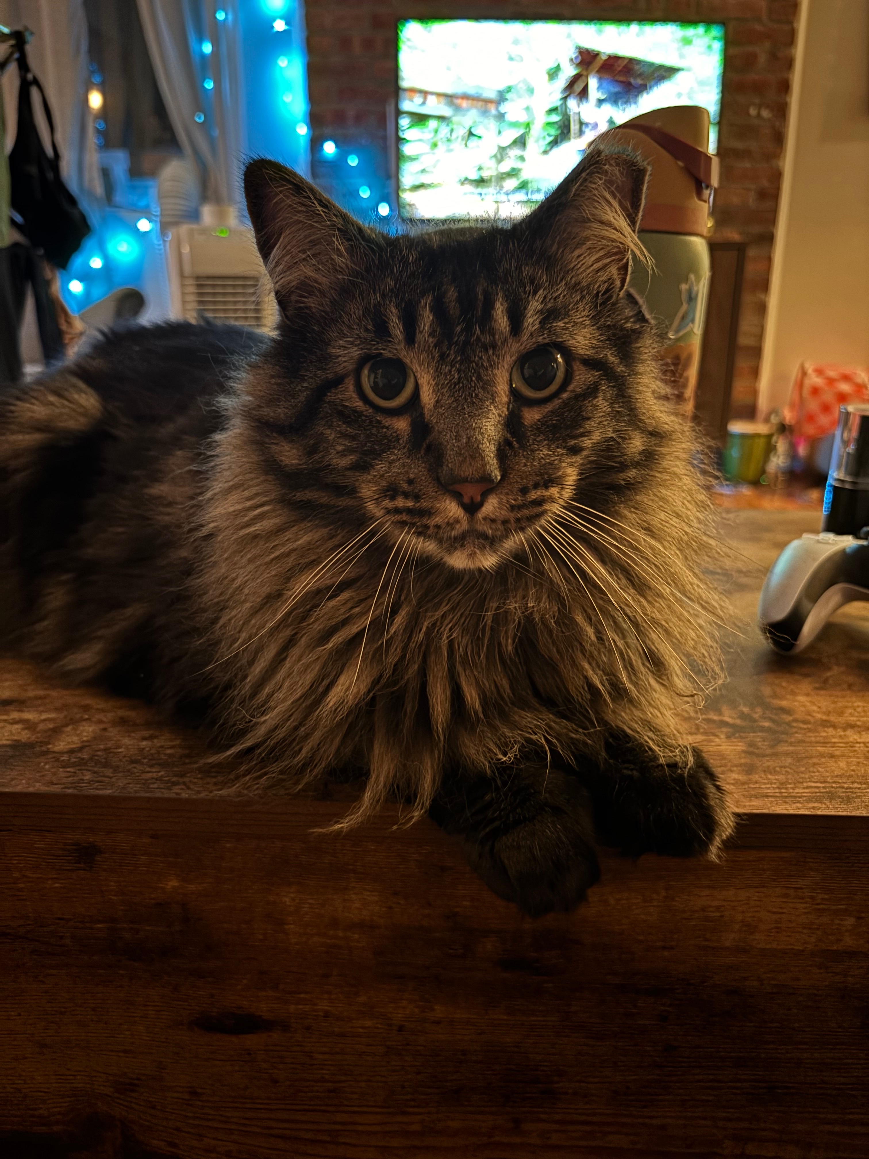 Help Keep Frank on the Mend campaign photo, 7 of 8