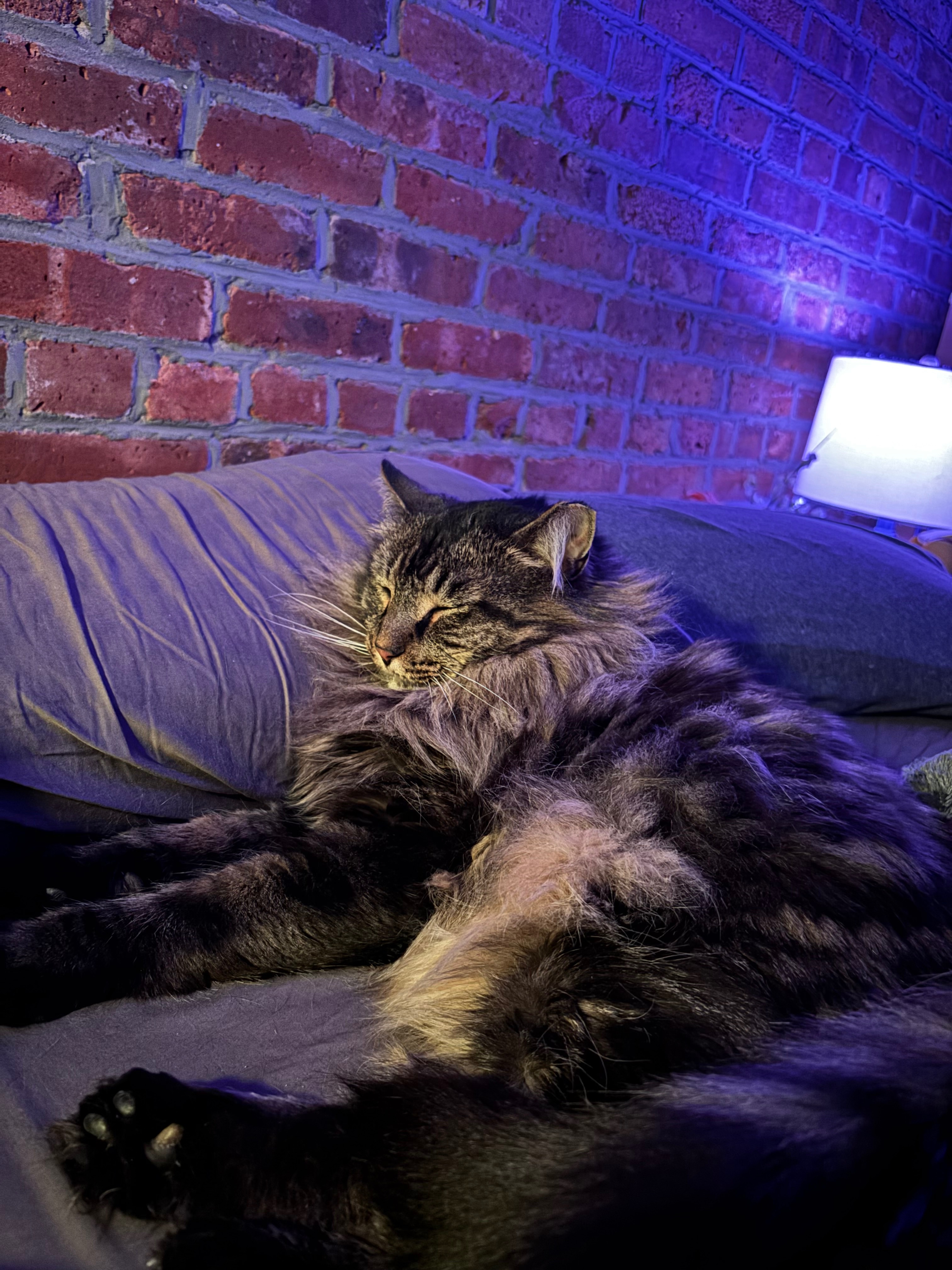 Help Keep Frank on the Mend campaign photo, 2 of 8