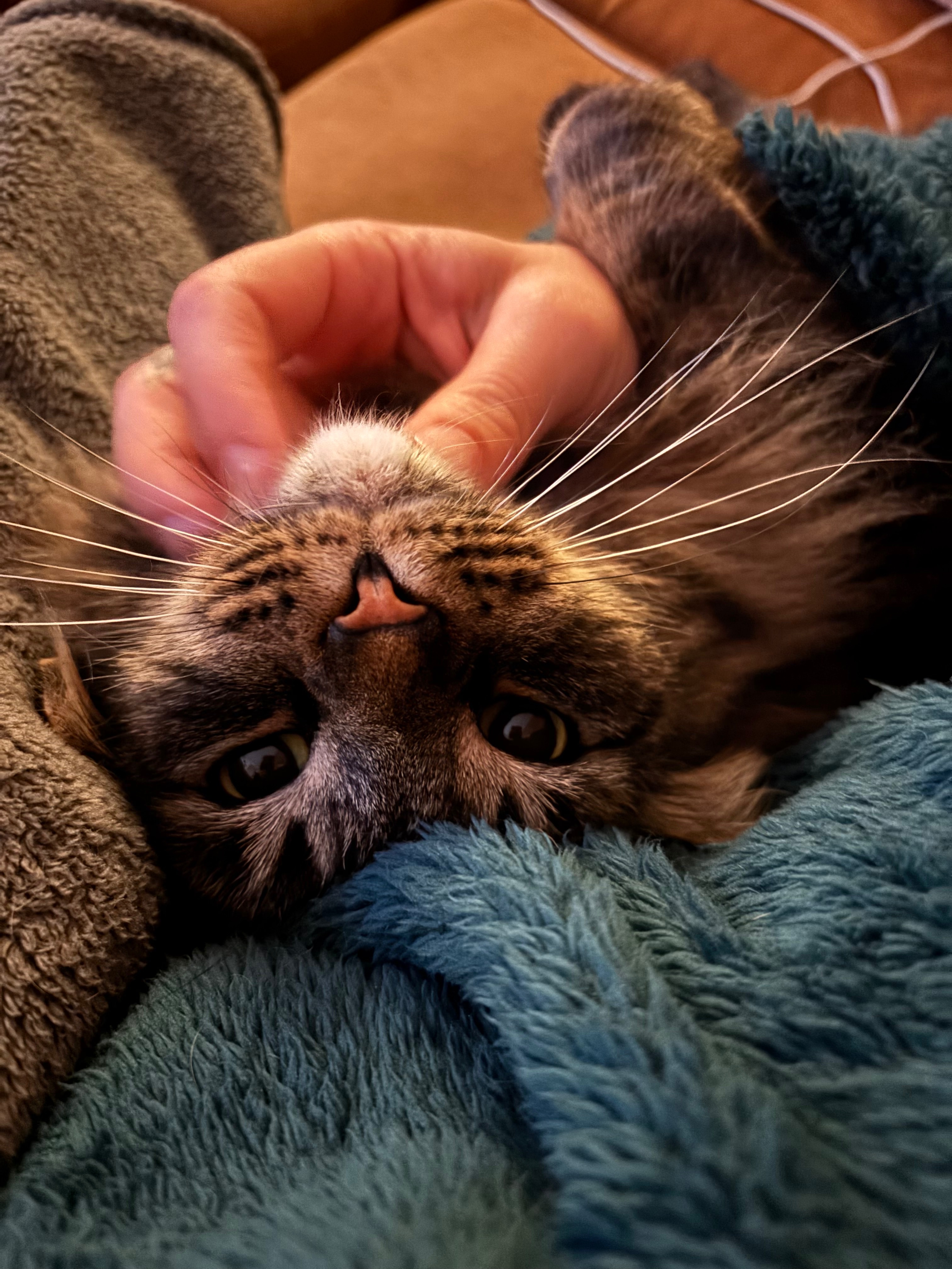 Help Keep Frank on the Mend campaign photo, 4 of 8