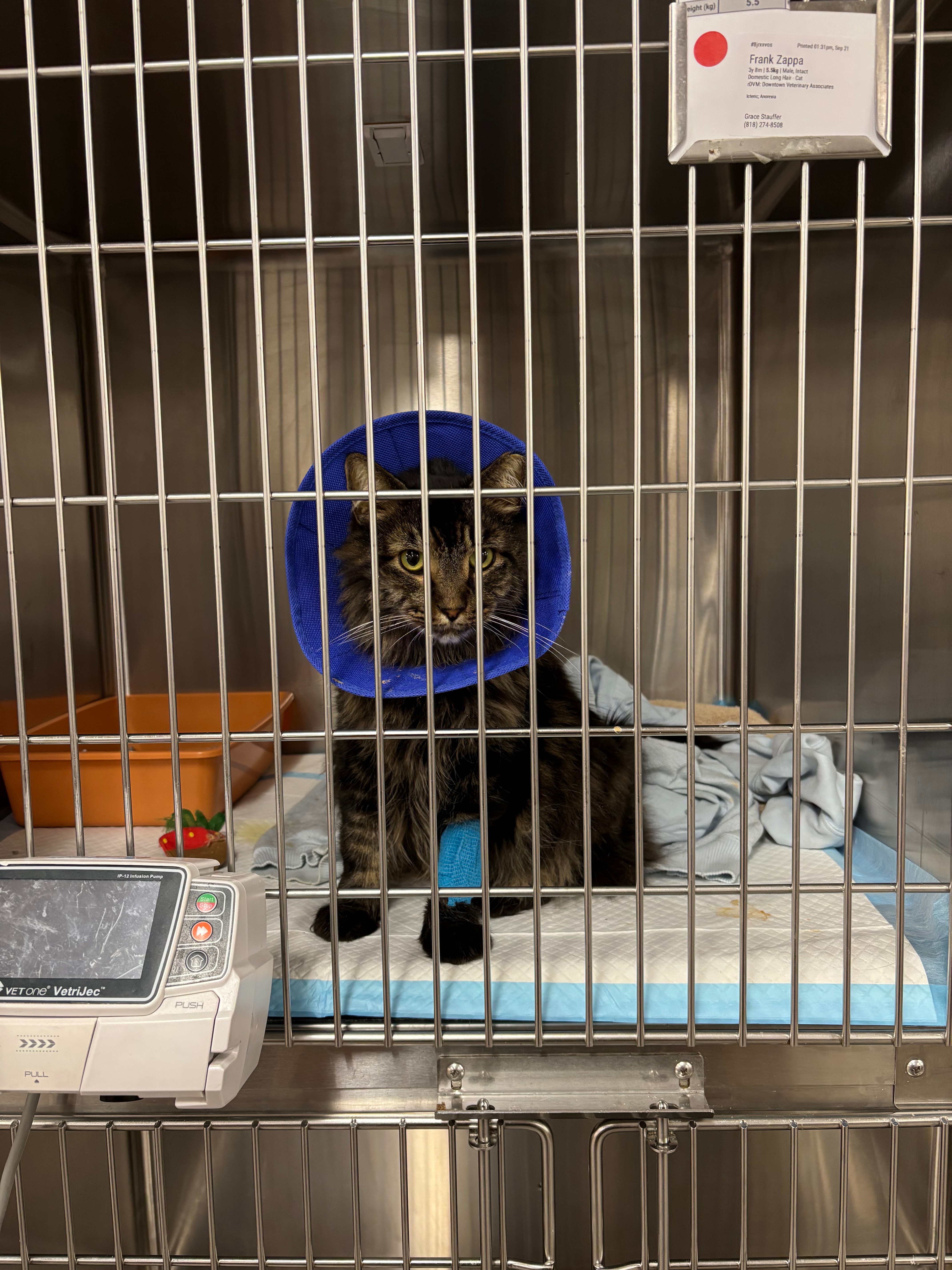 Help Keep Frank on the Mend campaign photo, 6 of 8