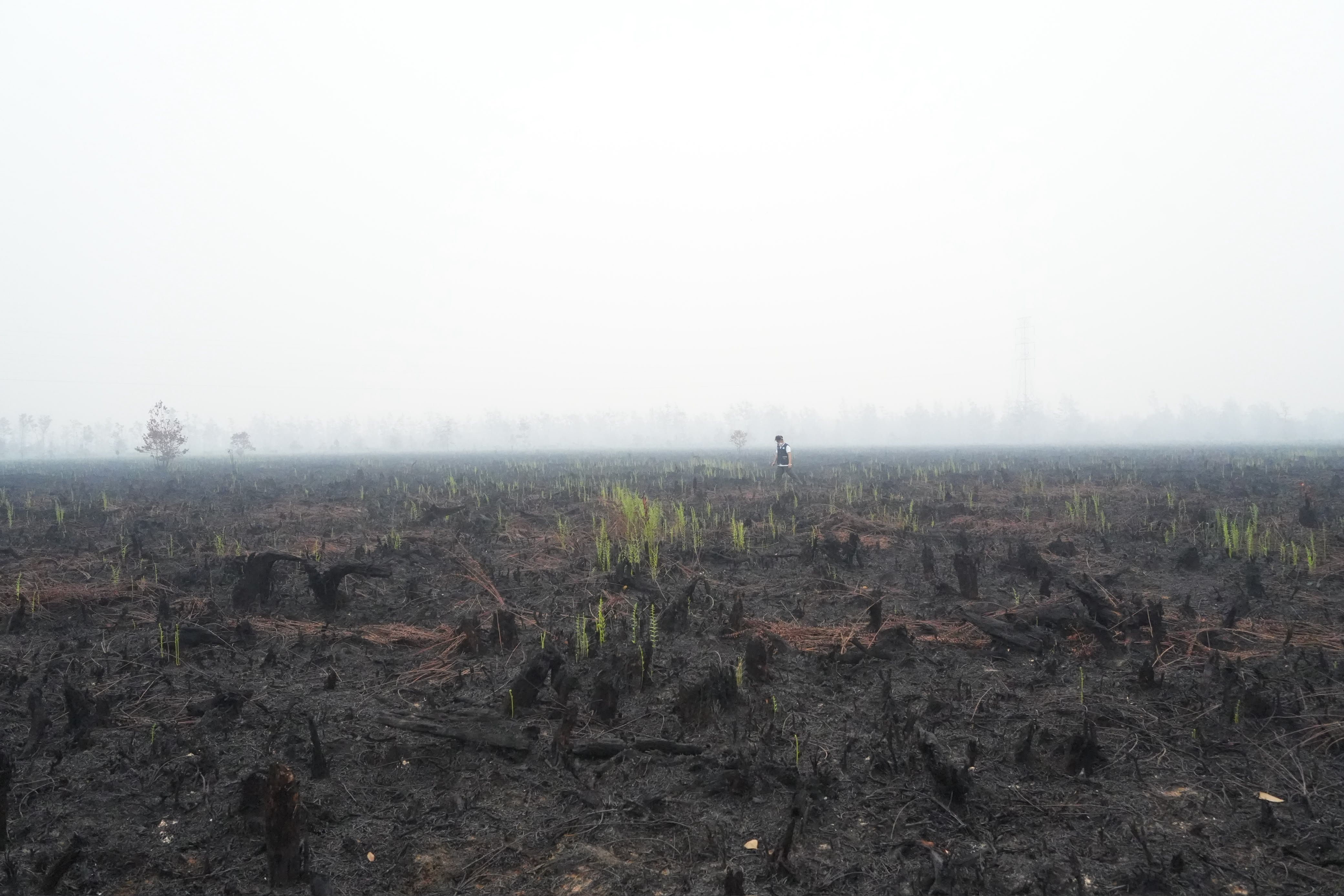 Stand With the People Fighting Back The Borneo Wildfire campaign photo, 7 of 8