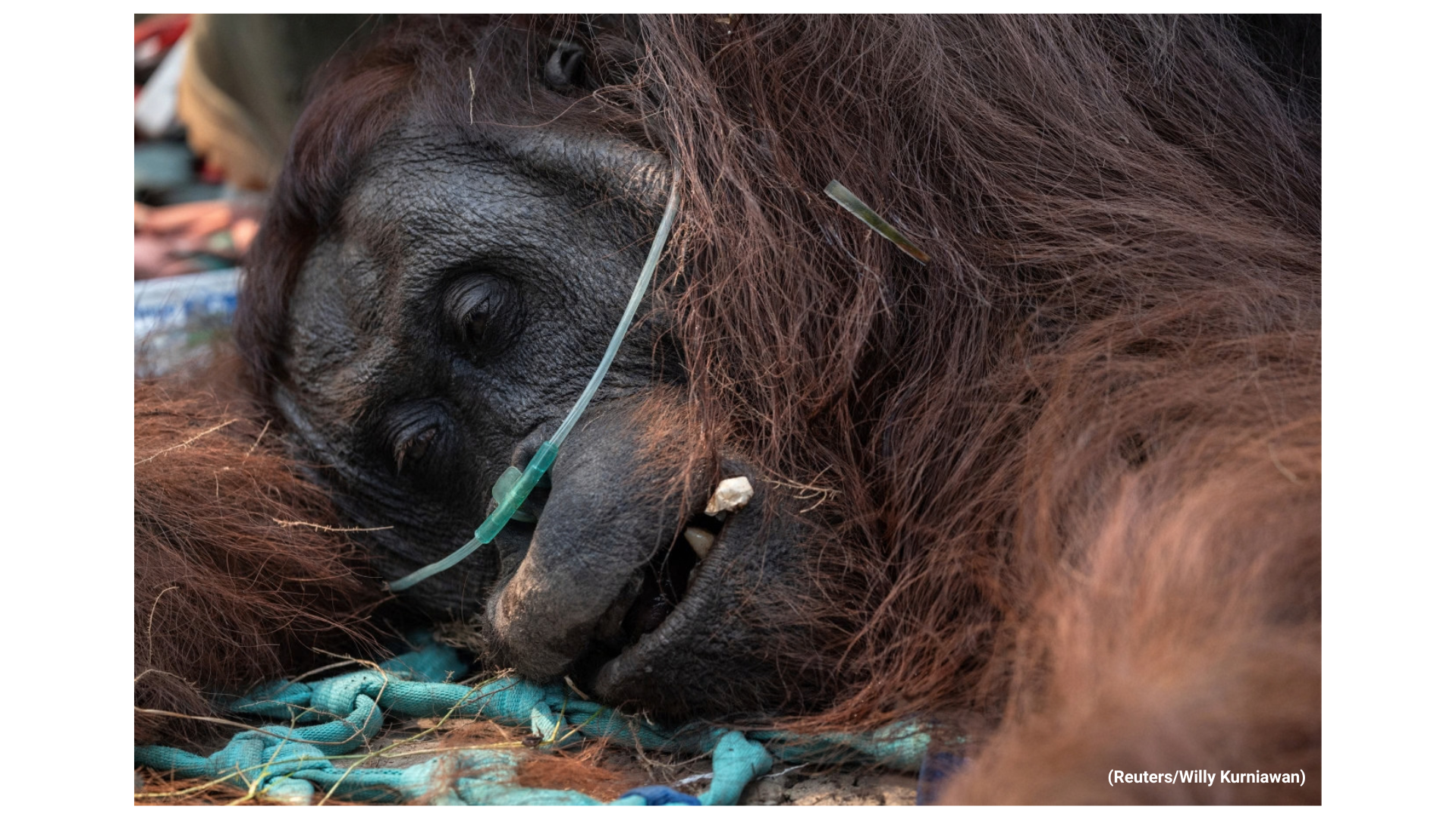 Stand With the People Fighting Back The Borneo Wildfire campaign photo, 6 of 8