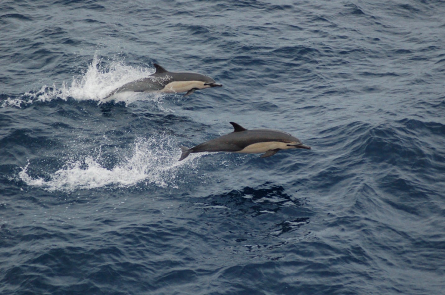 Coast to Coast Against Overfishing campaign photo, 2 of 5