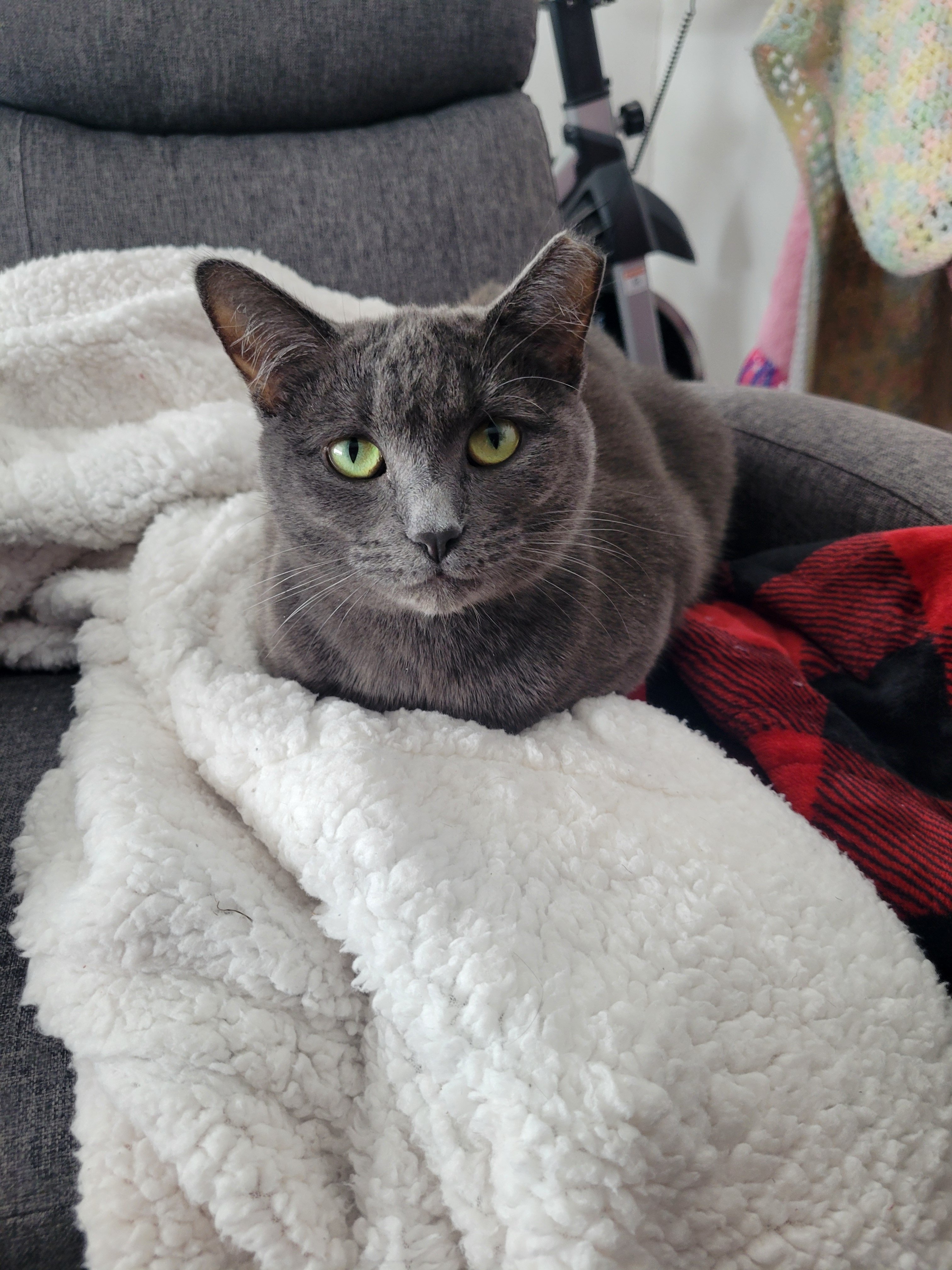 Help Luna get a blood transfusion & a bone marrow biopsy campaign photo, 2 of 7