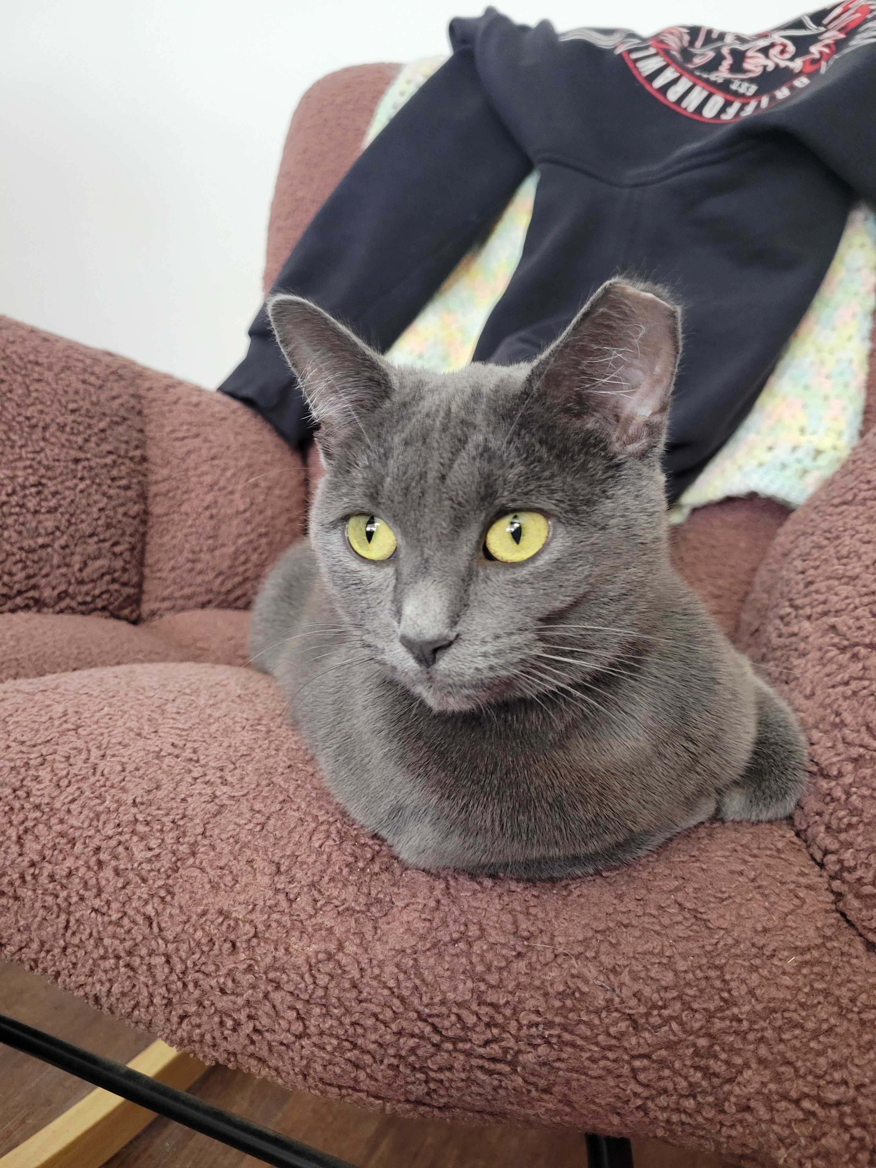 Help Luna get a blood transfusion & a bone marrow biopsy campaign photo, 5 of 7