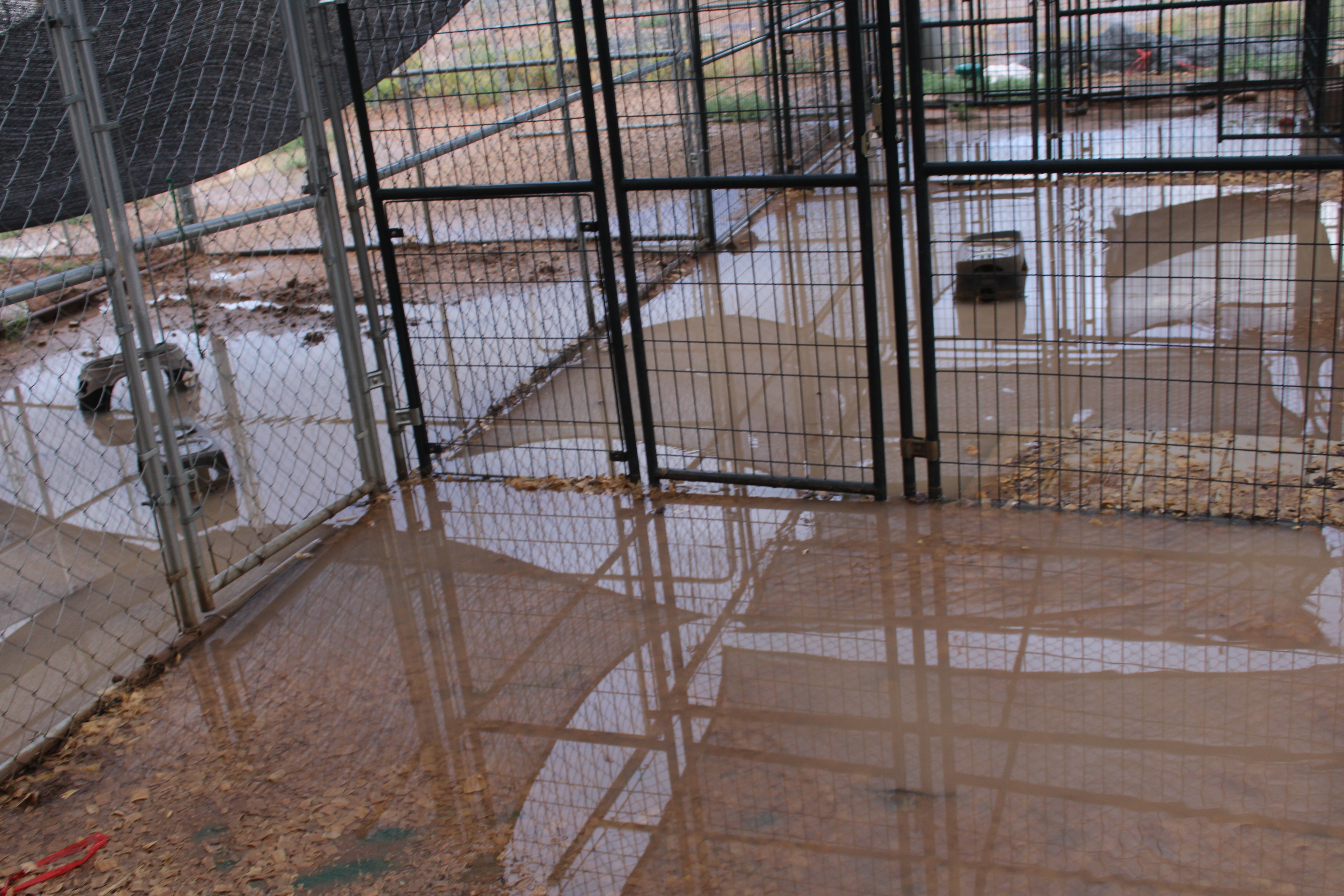 Rising platforms to keep the dogs safe from flooding water campaign photo, 7 of 8