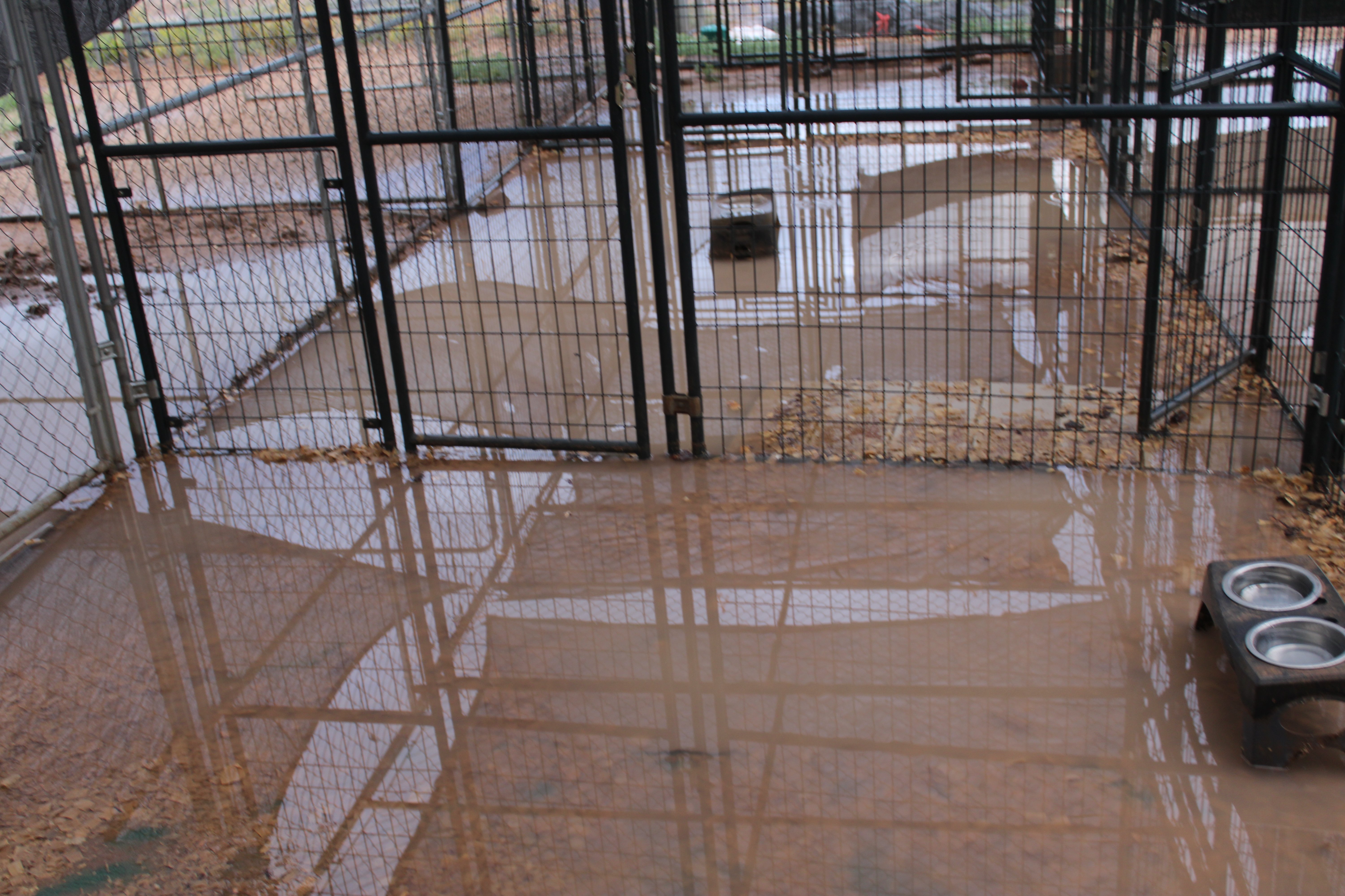 Rising platforms to keep the dogs safe from flooding water campaign photo, 2 of 8